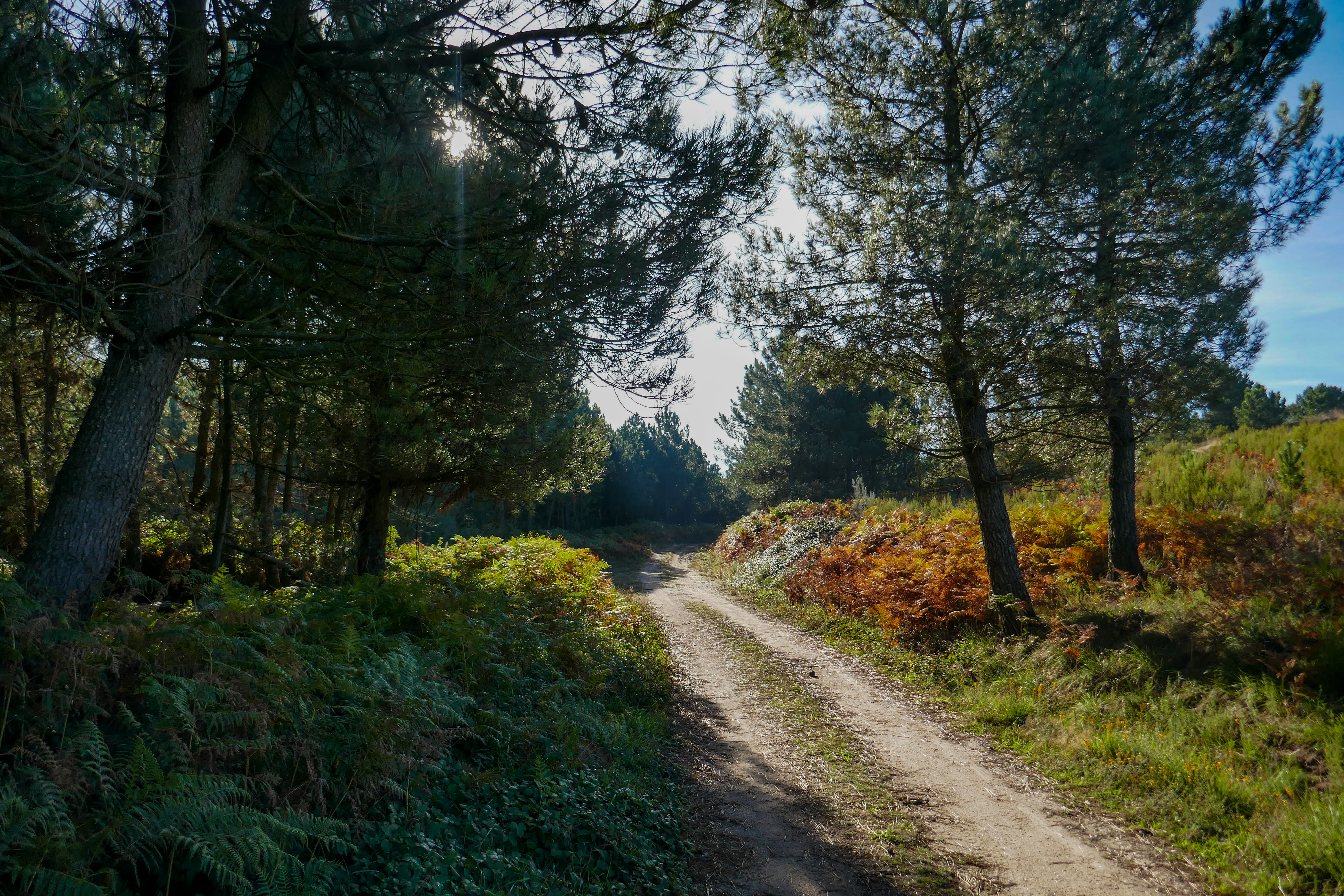 Image De Sarria à Santiago