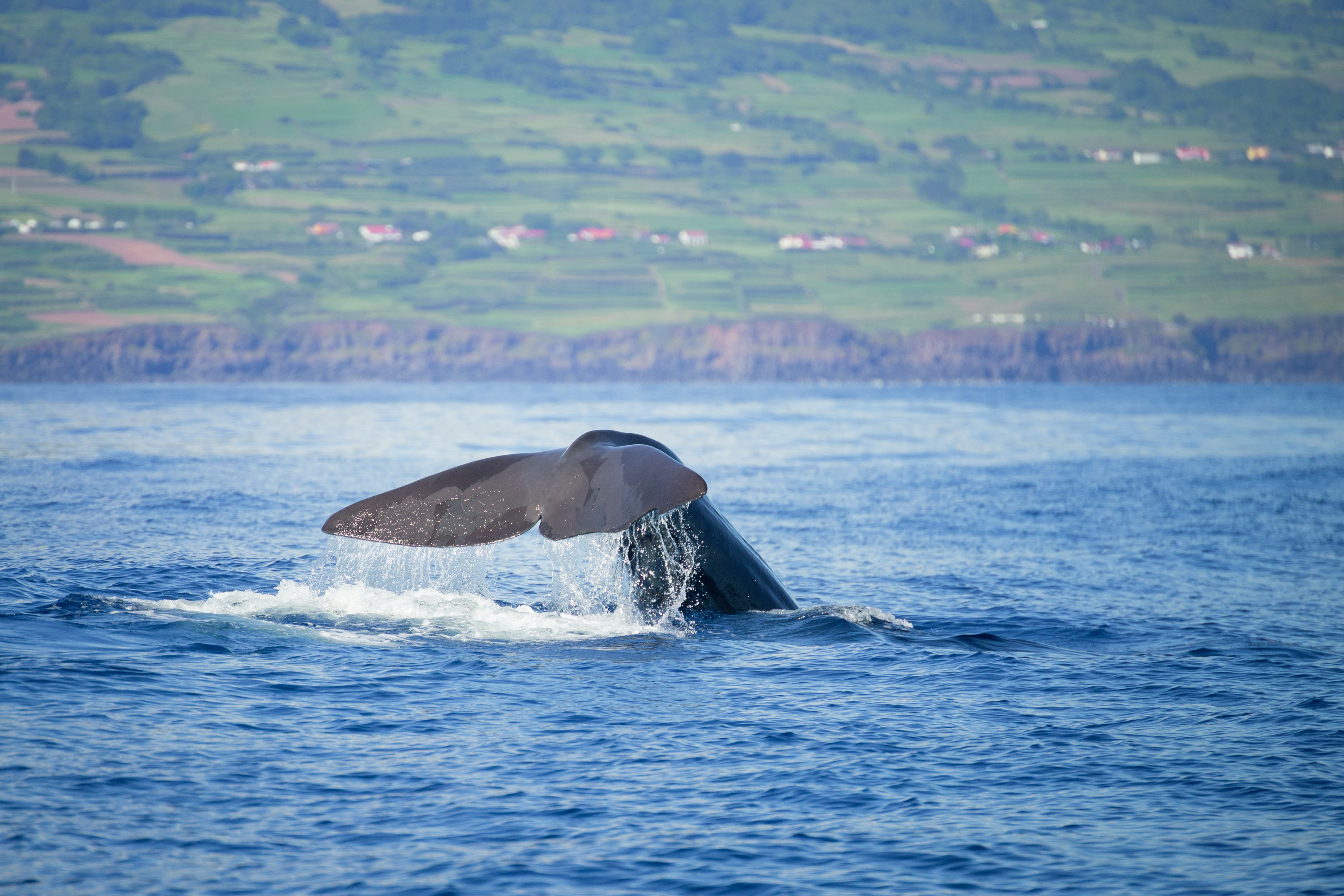 Image Baleines, volcans et hortensias