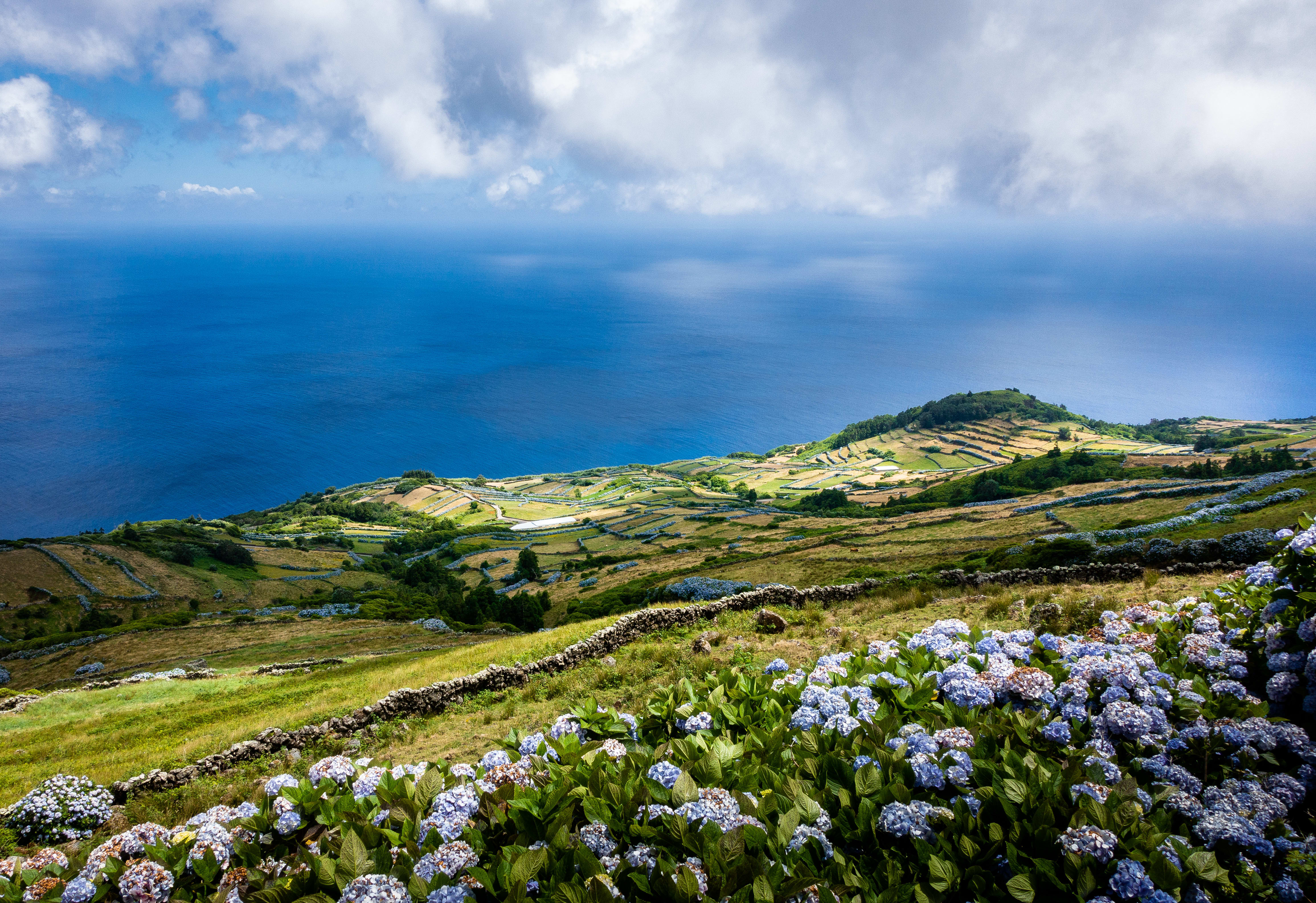 Image Baleines, volcans et hortensias