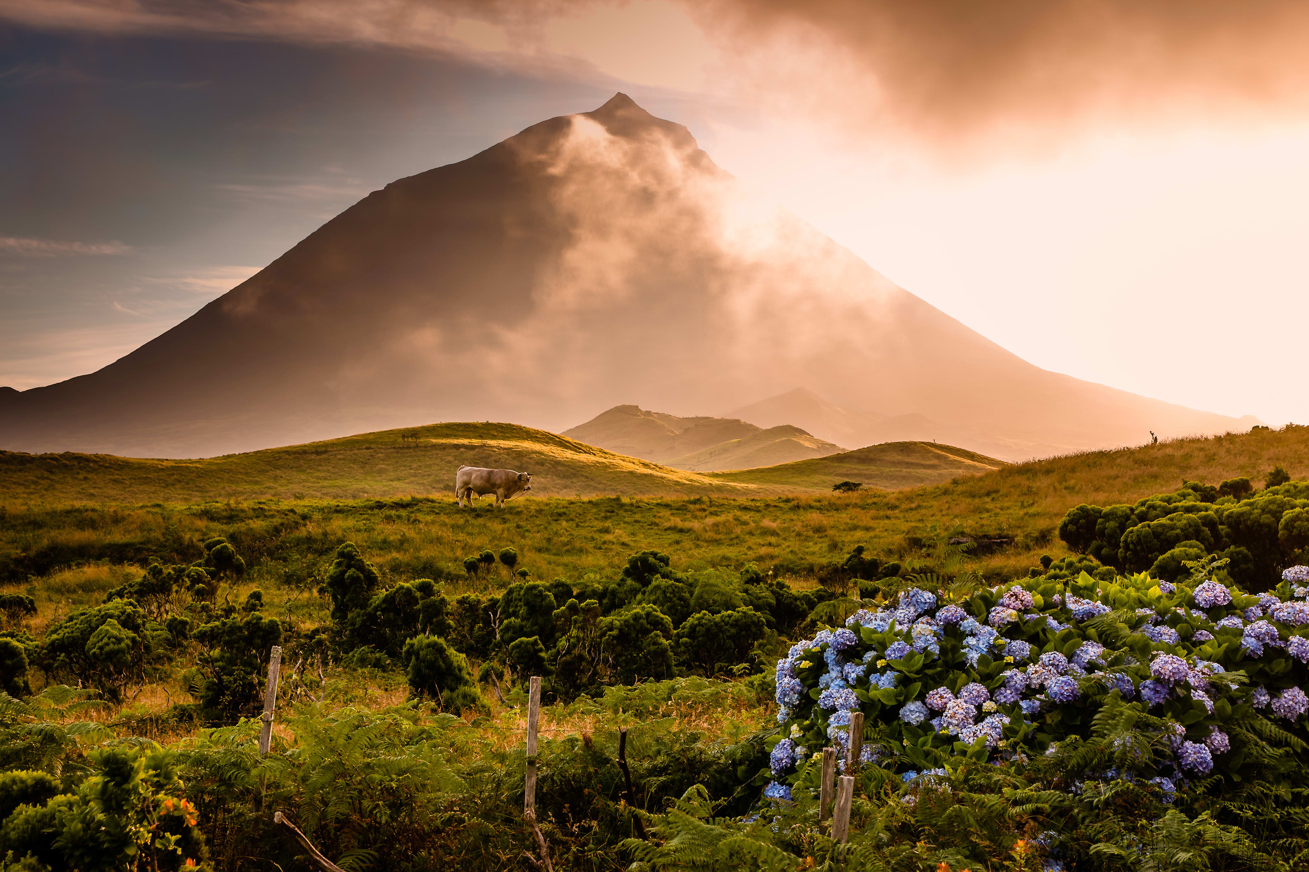 Image Baleines, volcans et hortensias