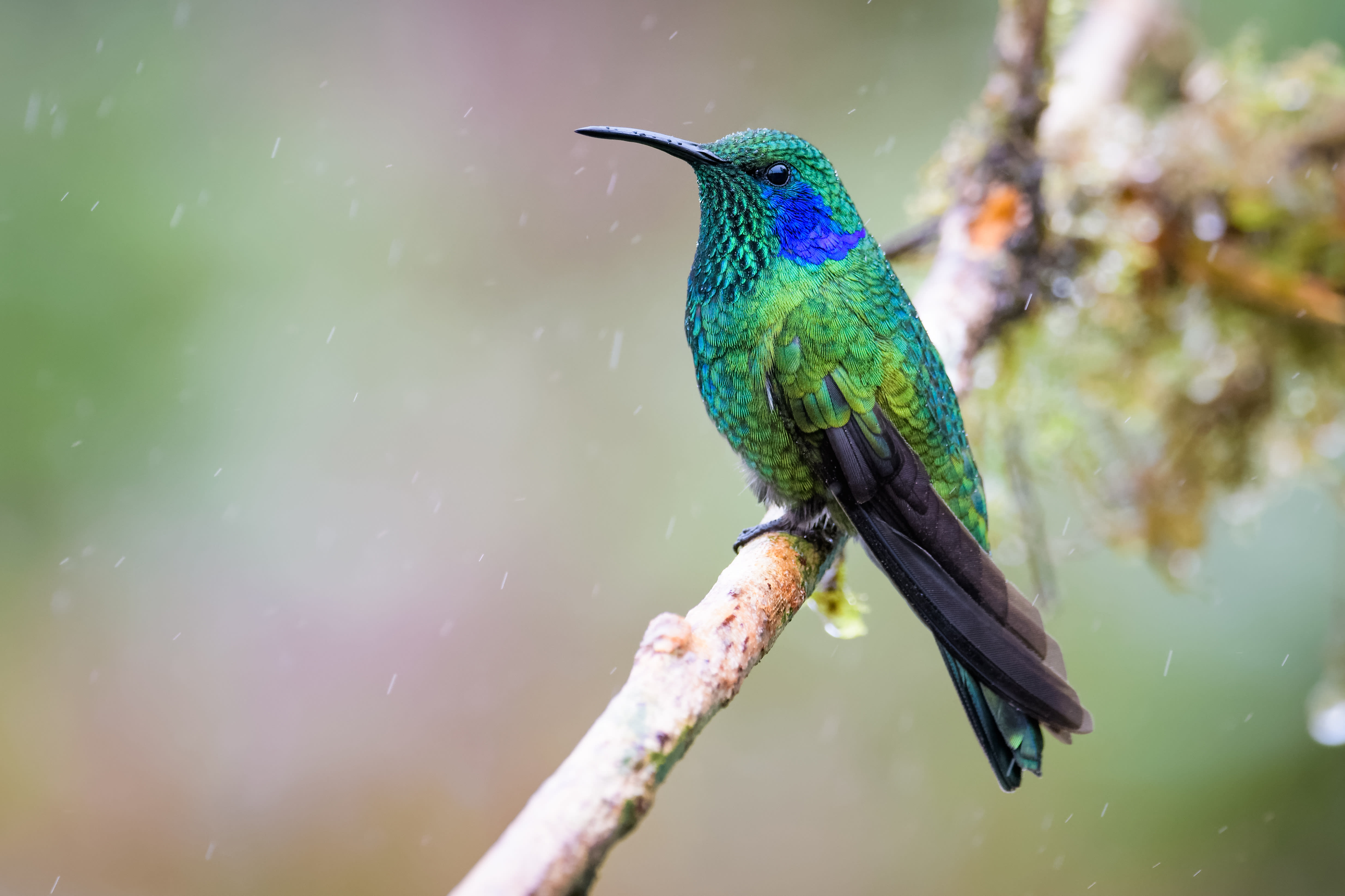 Image Randonnée au paradis vert