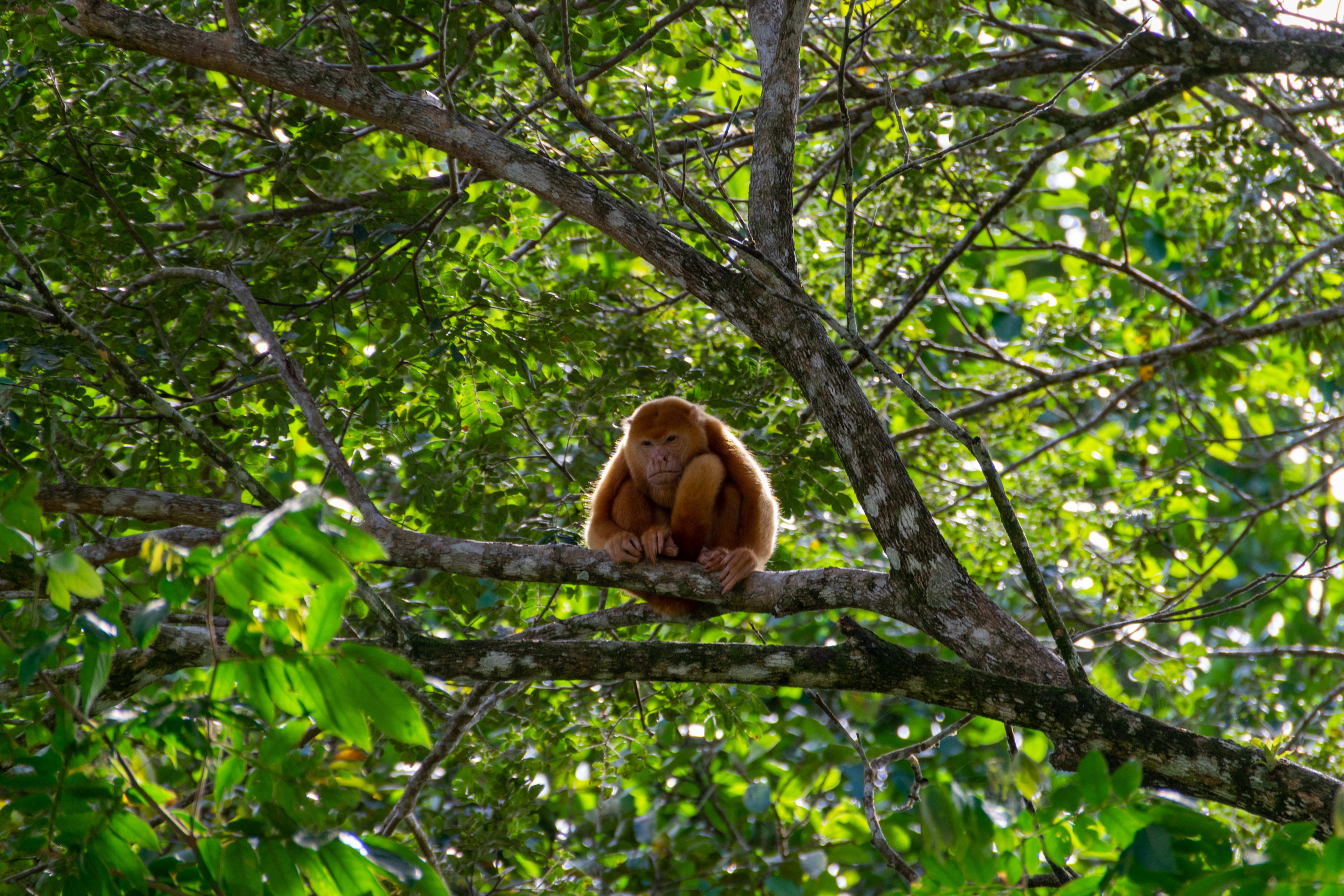 Image Randonnée au paradis vert