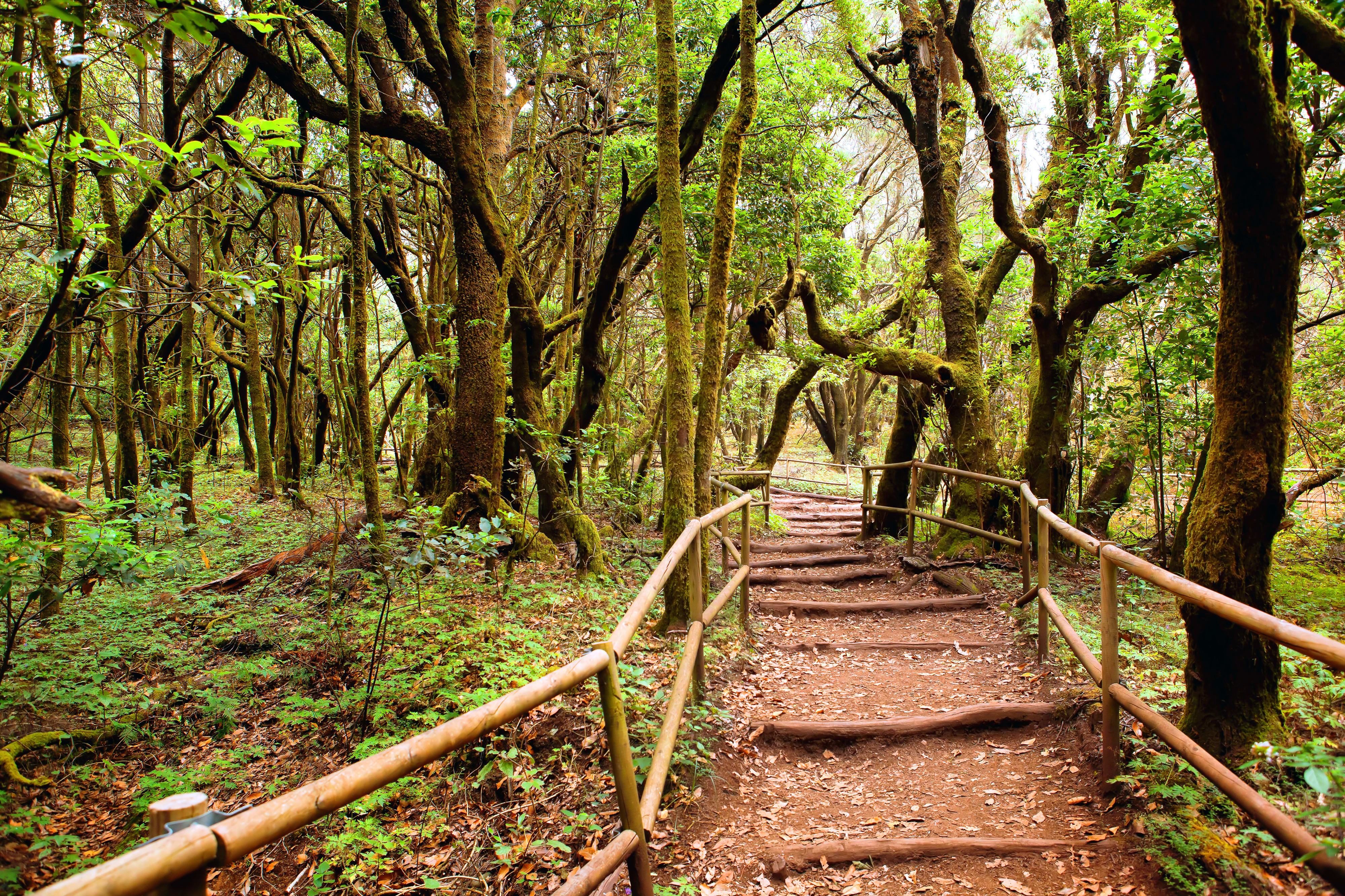 Image La boucle de la Gomera en liberté