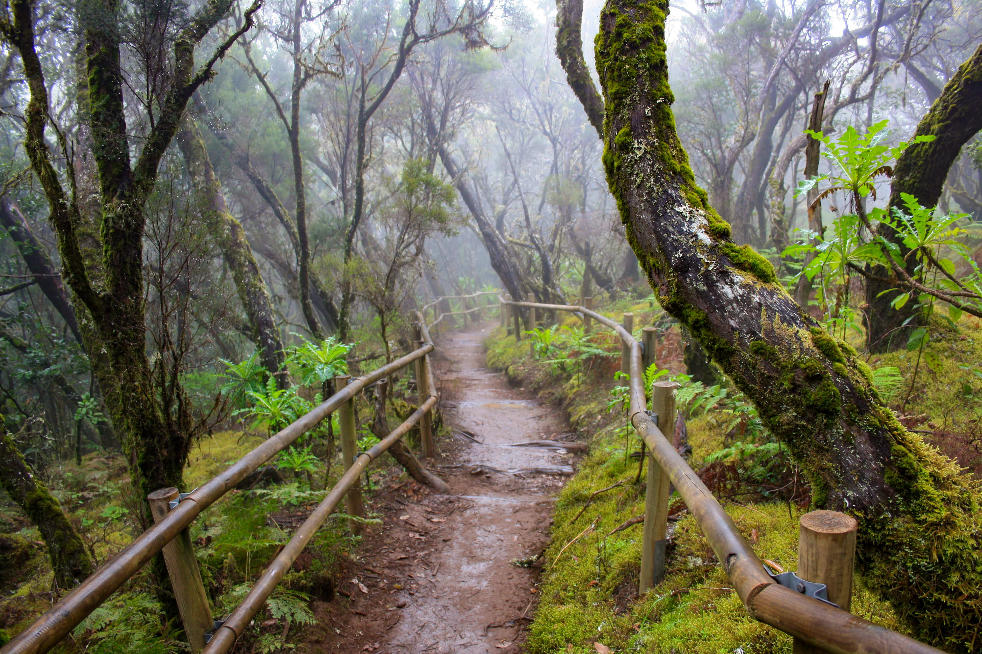 Image La boucle de la Gomera
