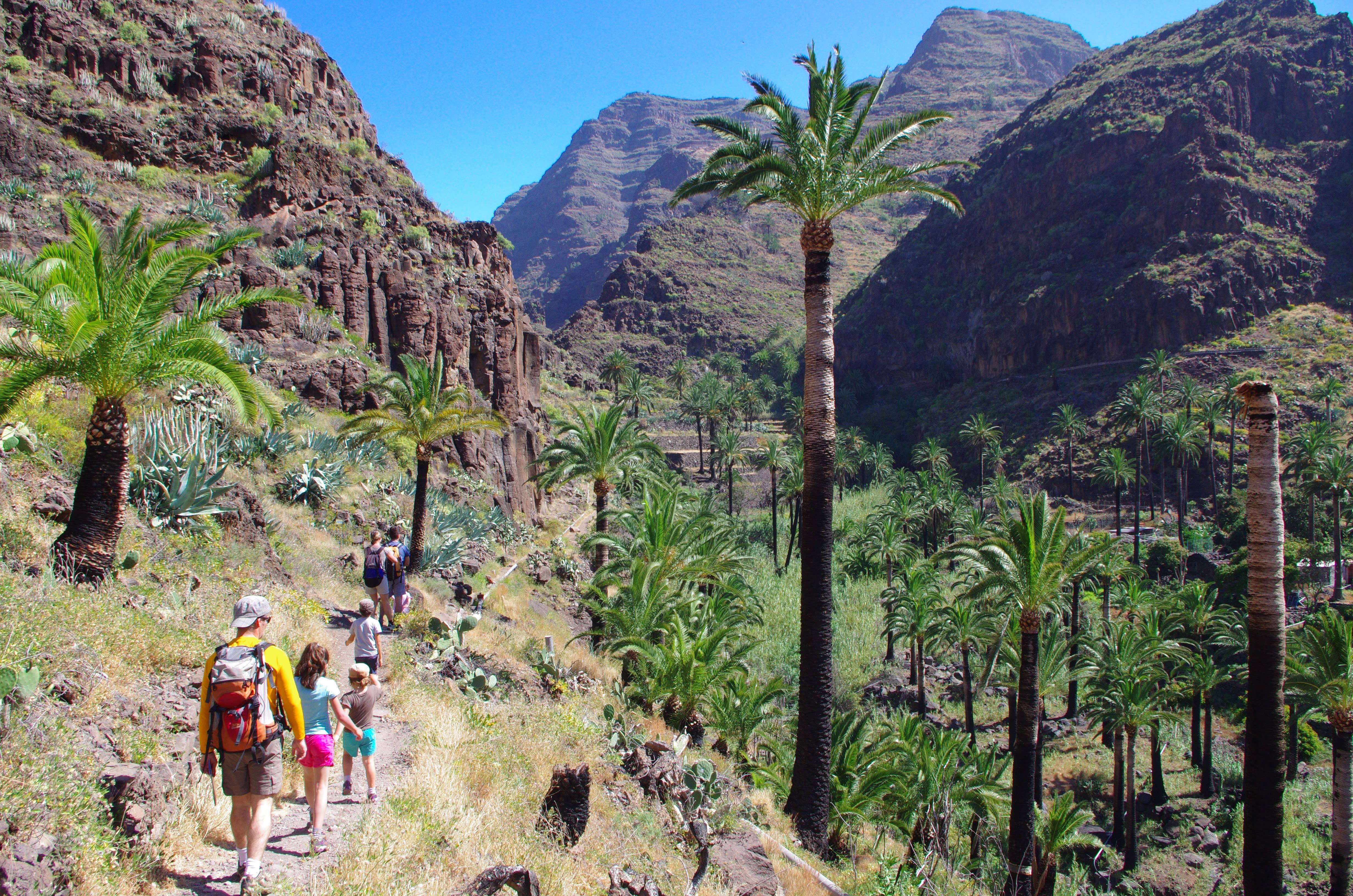 Image Tenerife, volcan endormi et dauphins joueurs