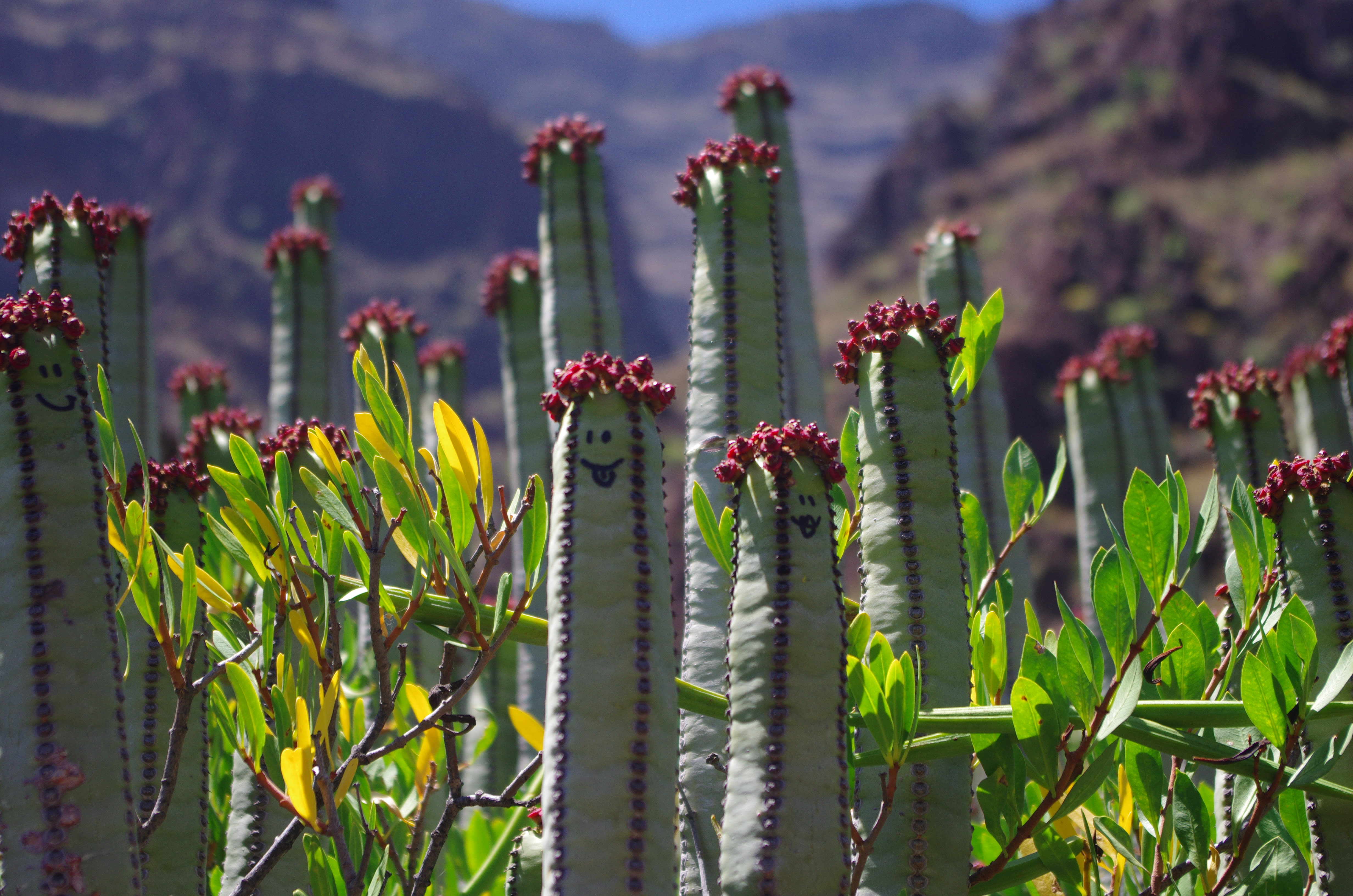 Image Tenerife, volcan endormi et dauphins joueurs