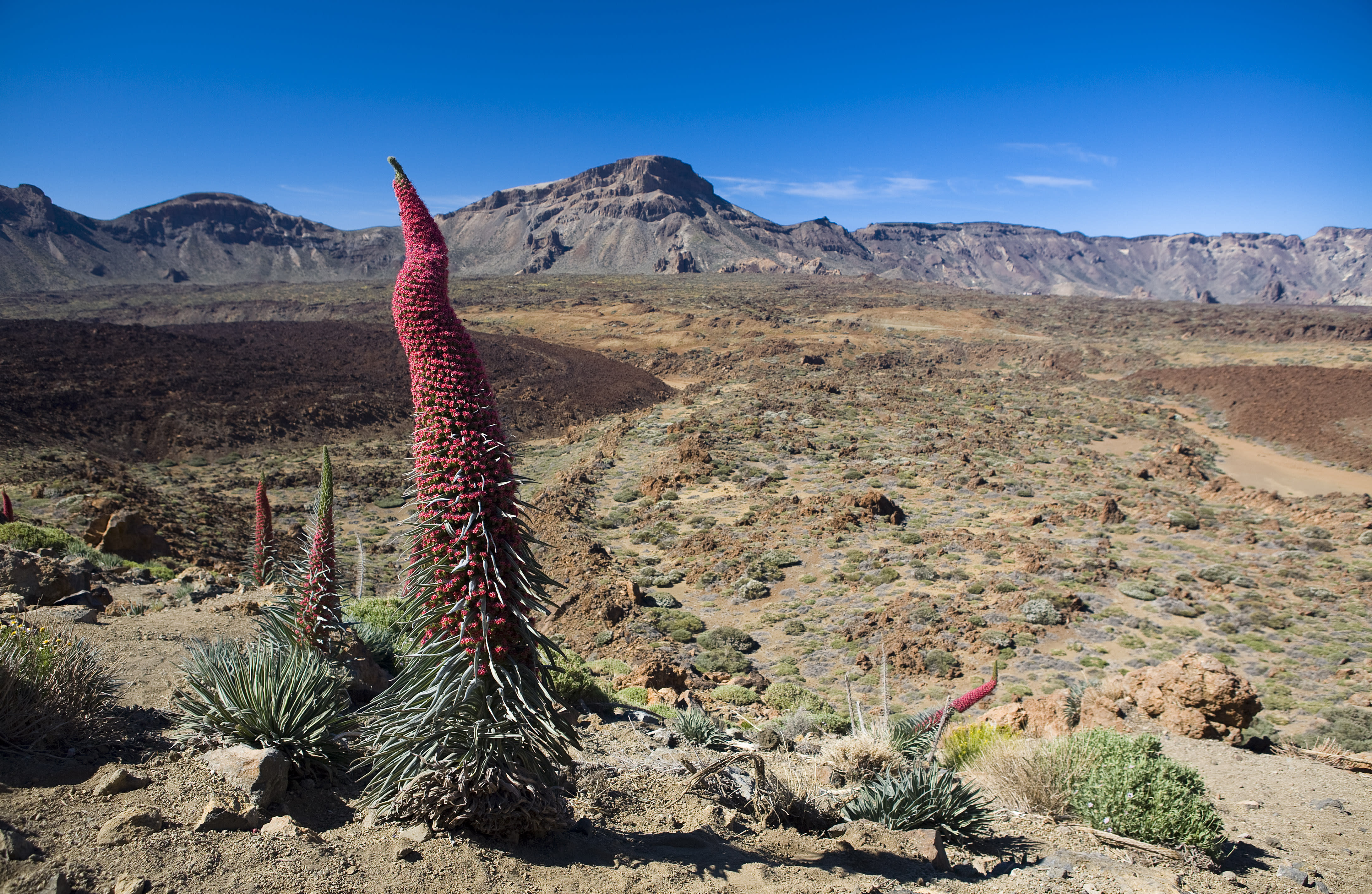 Image Tenerife, volcan endormi et dauphins joueurs