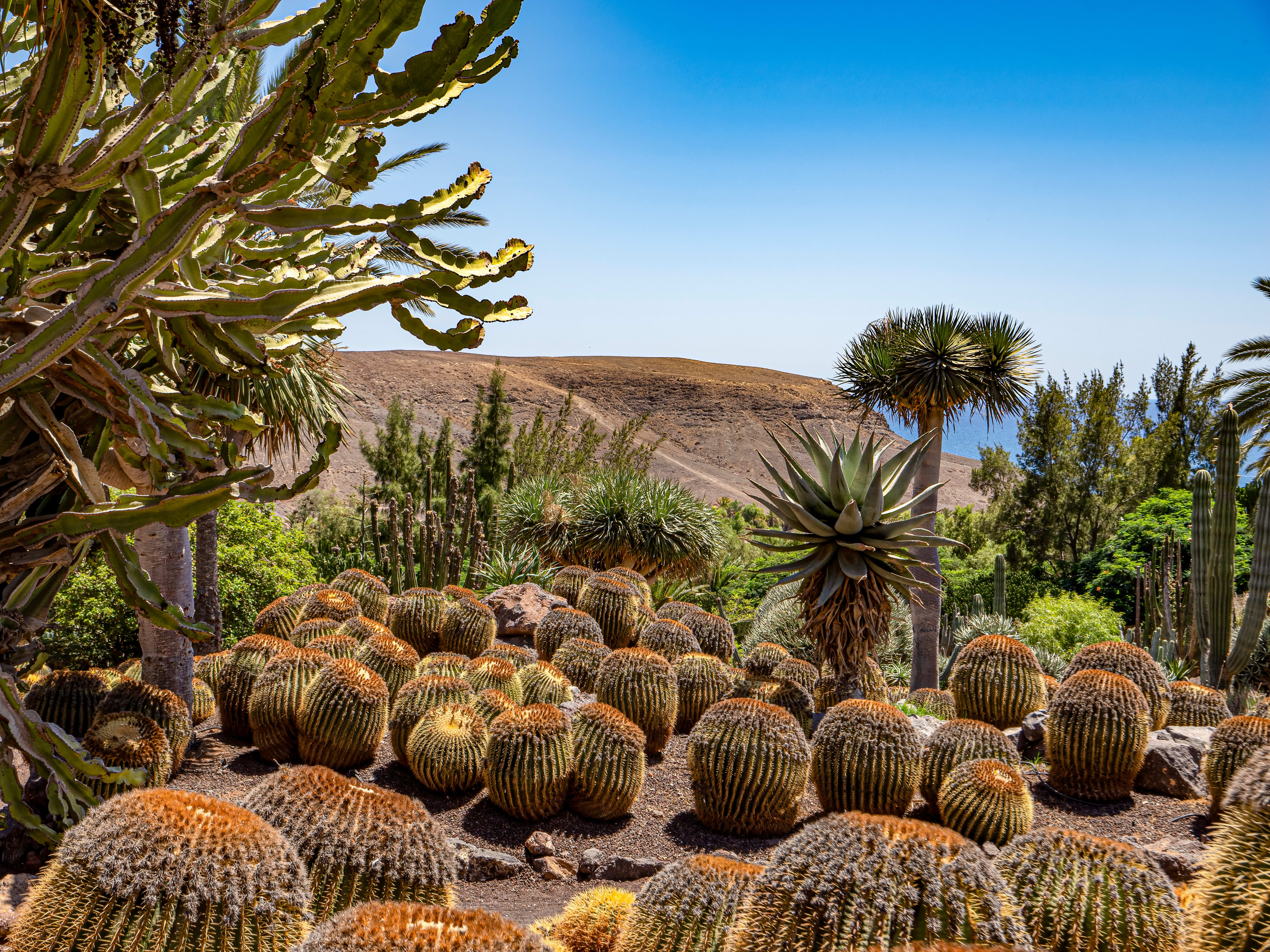 Image Découverte de Fuerteventura