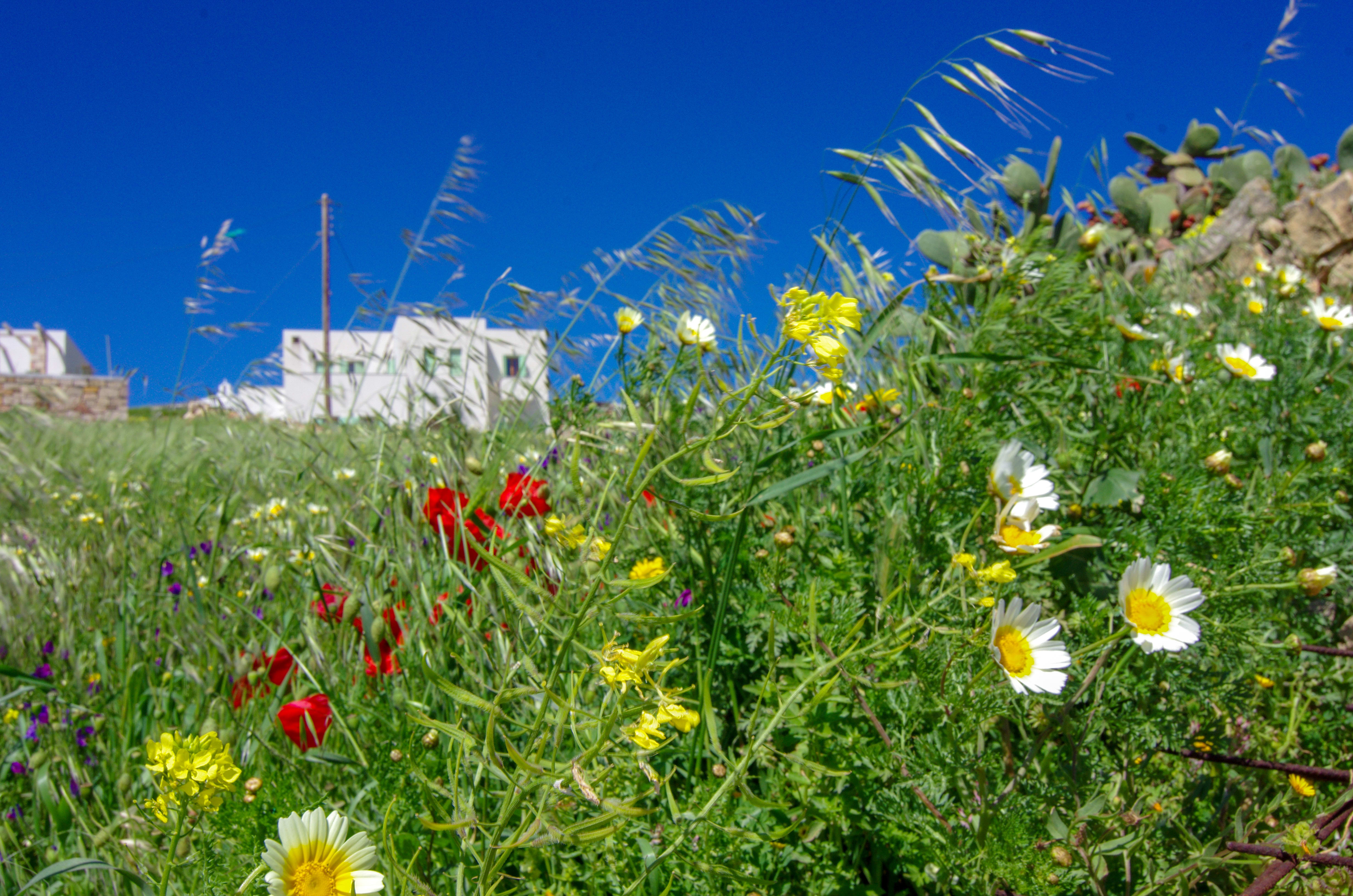 Image Les Cyclades Occidentales