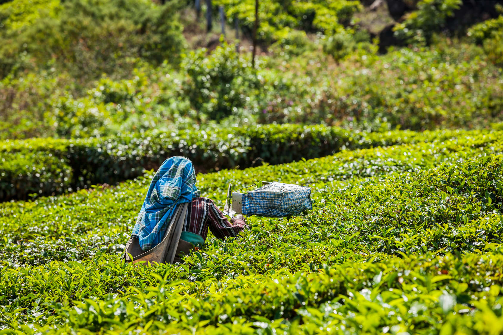 Image Karnataka & Kerala : Randonnées sur la Route des Épices