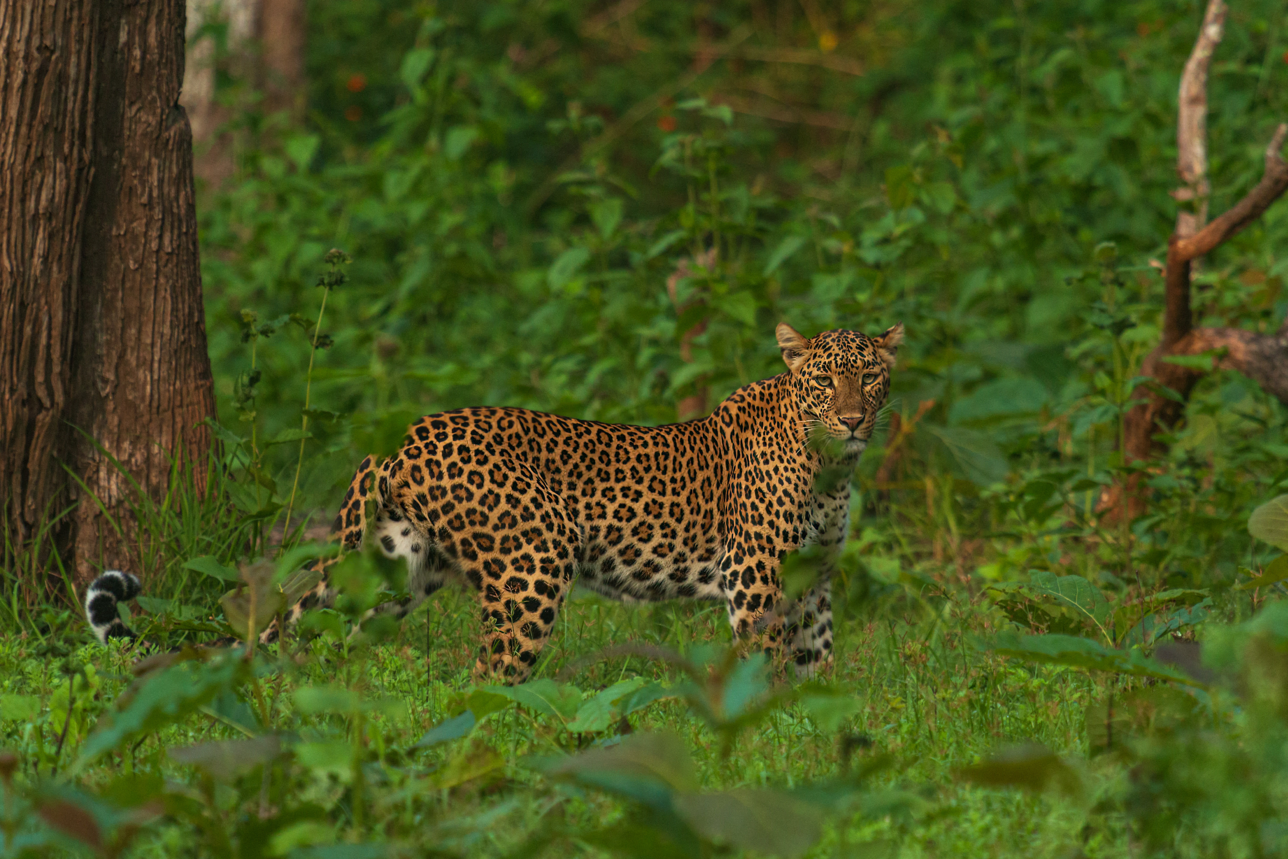 Image Karnataka & Kerala : Randonnées sur la Route des Épices
