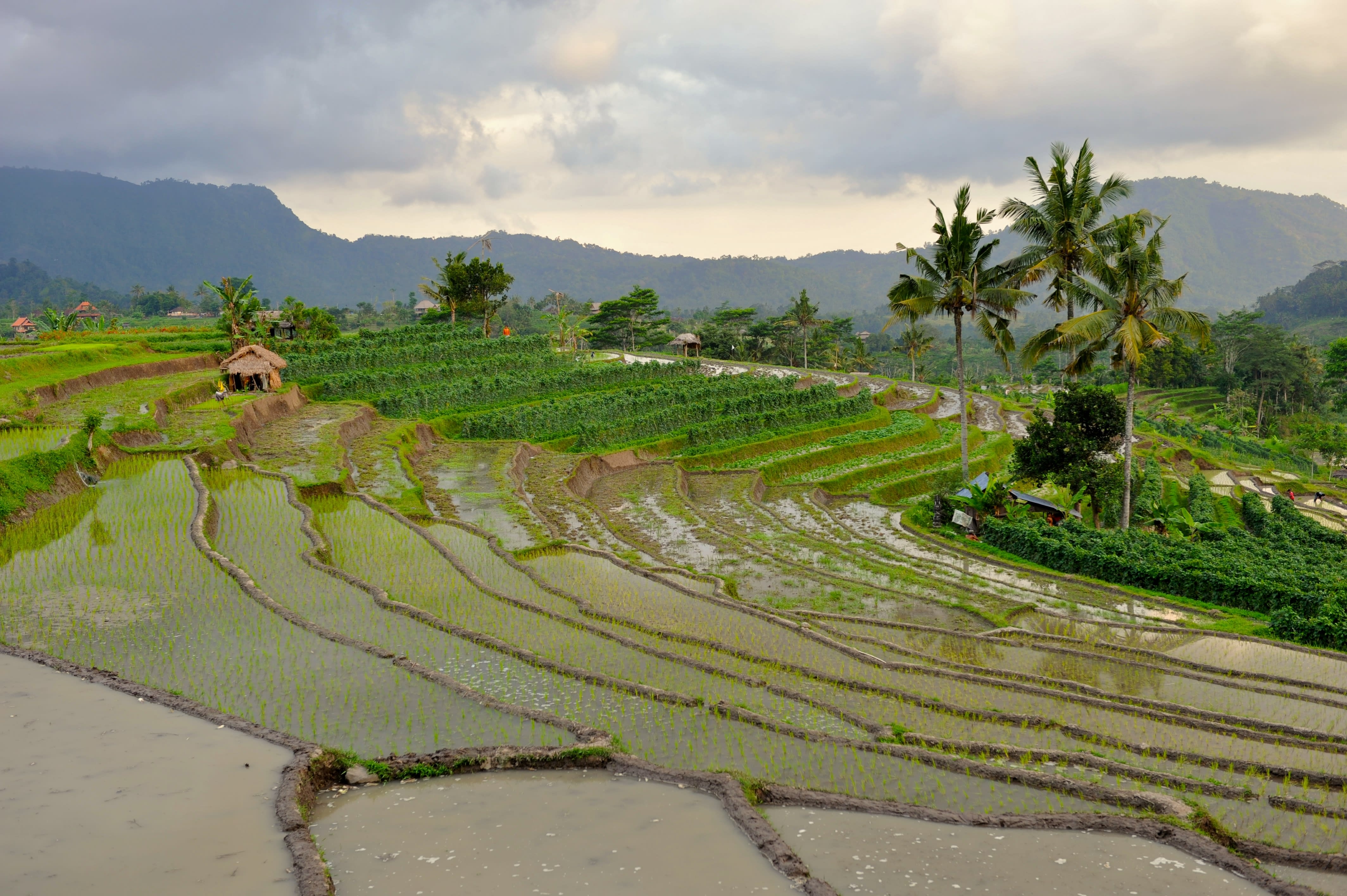 Image Bali, jardin des dieux... île aux enfants