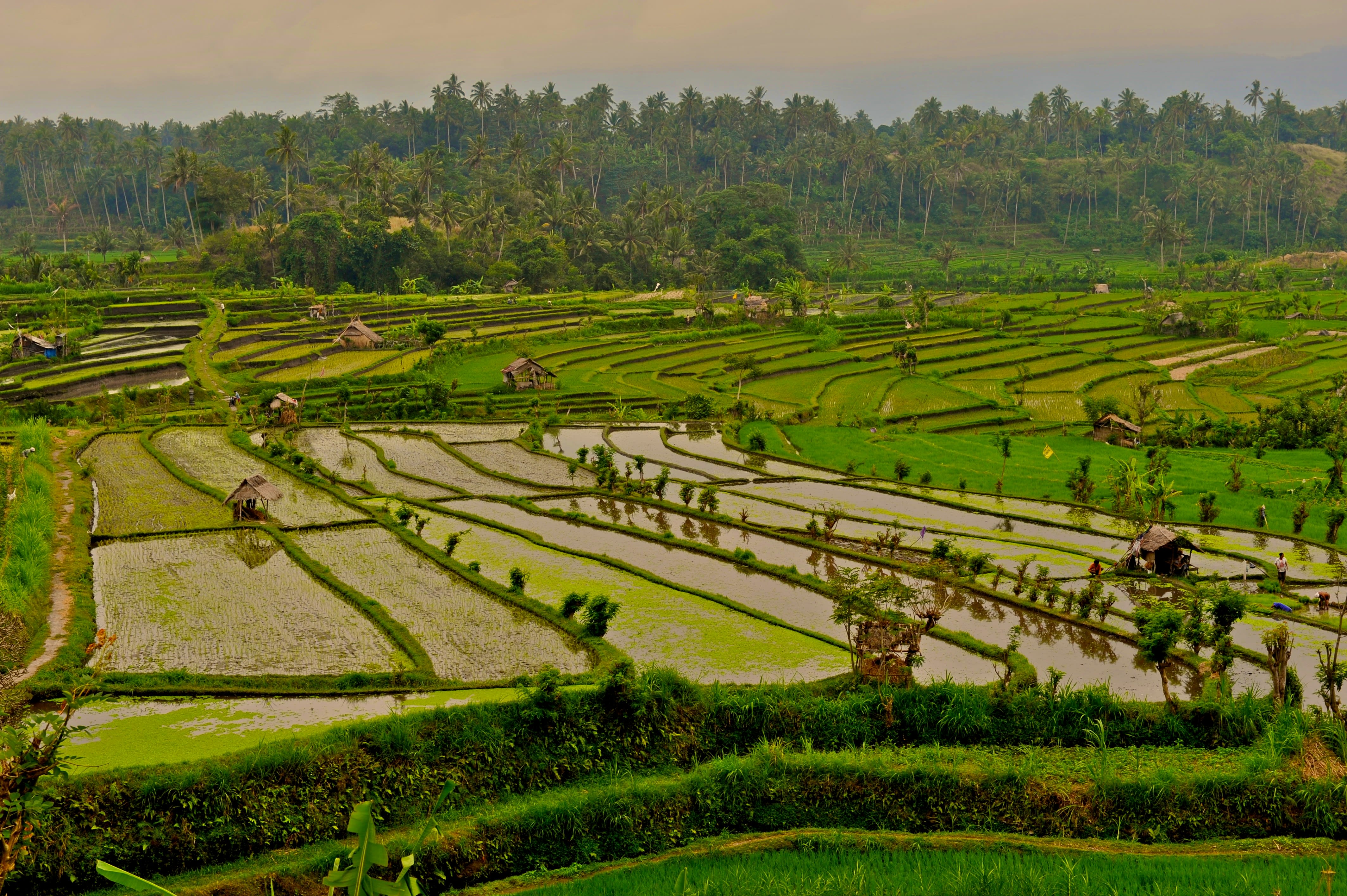 Image Bali, en tongs et en sarong !