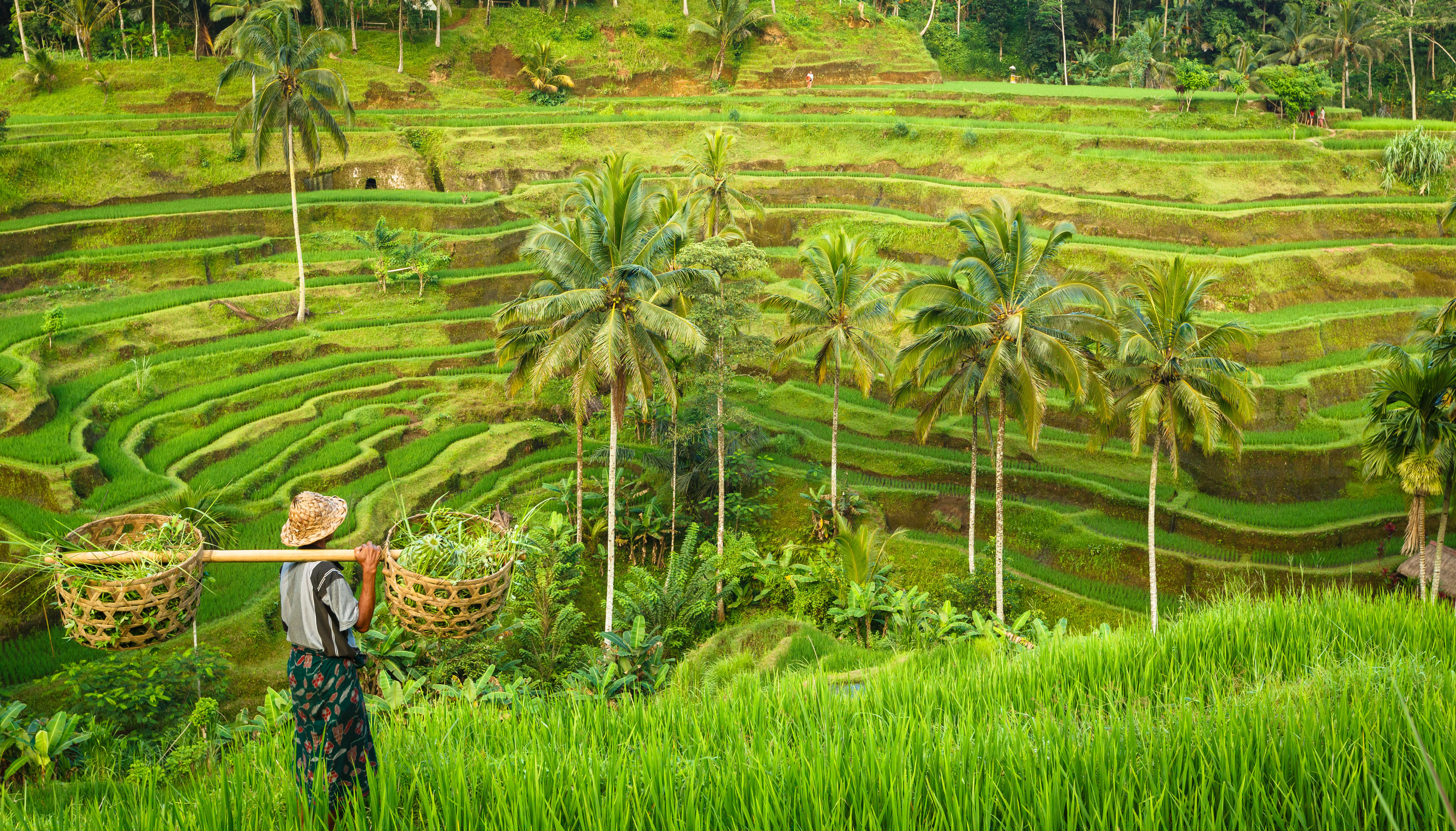 Image Bali, jardin des dieux... île aux enfants