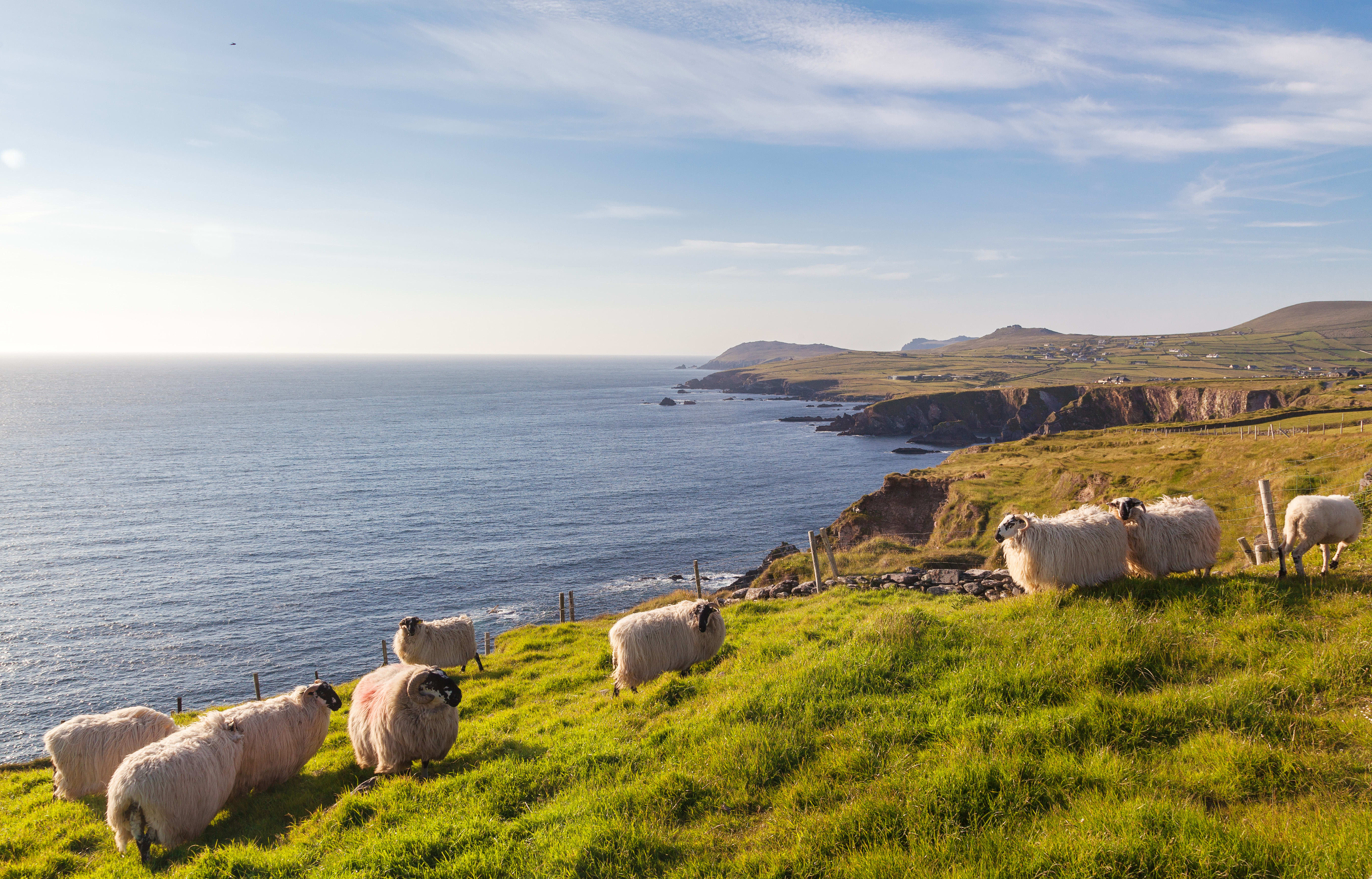 Trek - Péninsule de Dingle, bastion de la culture irlandaise