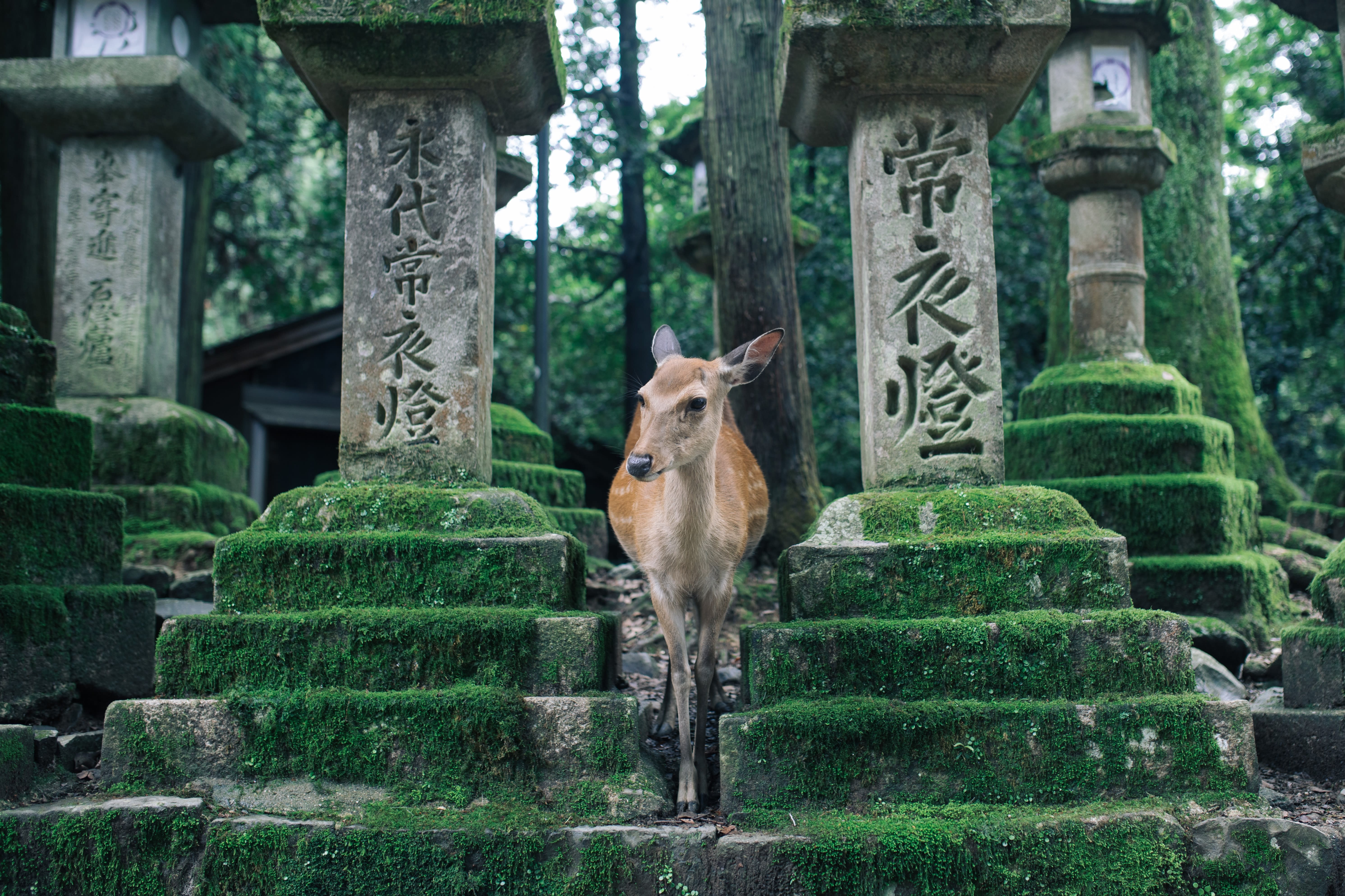Image De Kyoto à Tokyo, en passant par les chemins du Kumano Kodo
