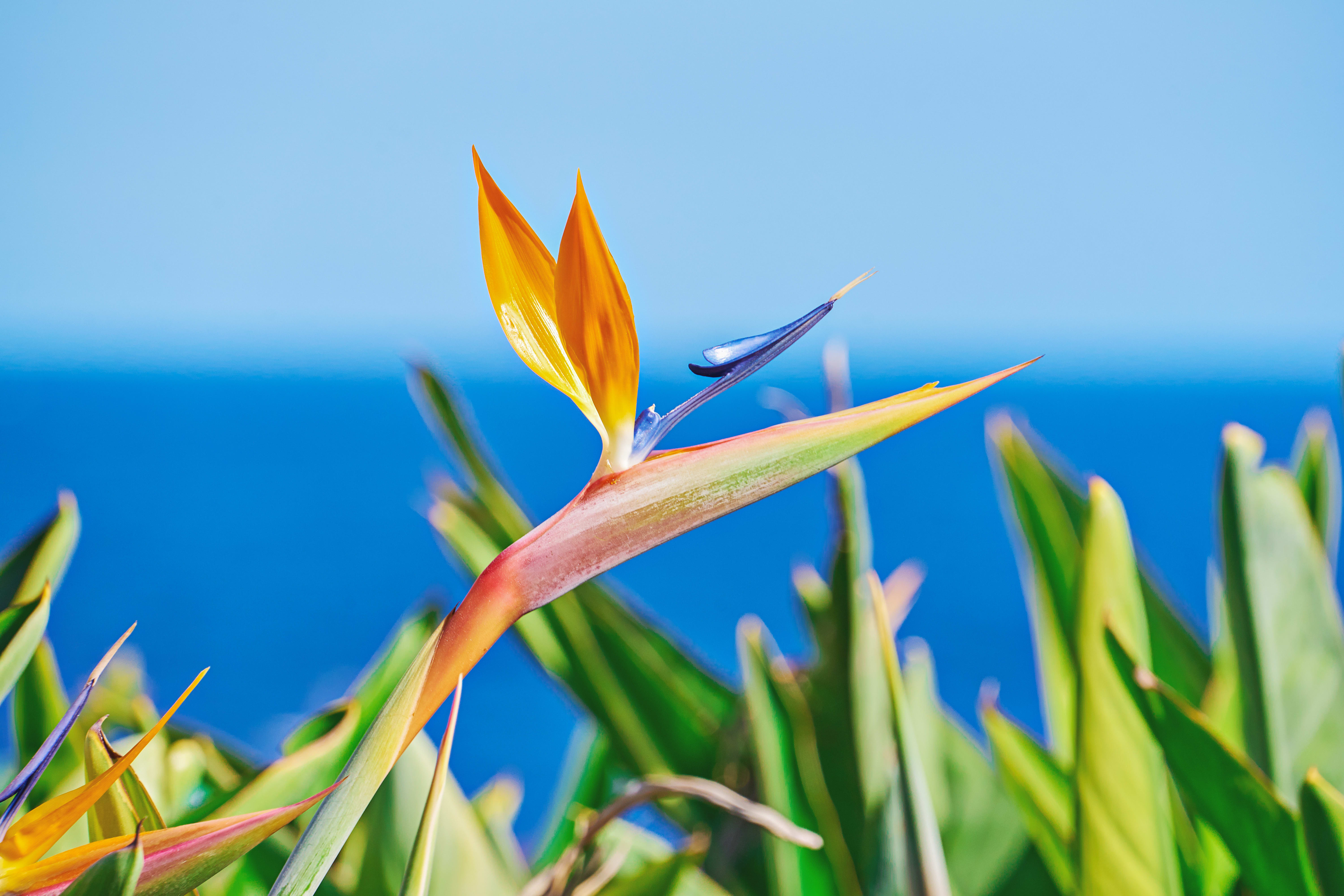 Image A la découverte de l'île aux fleurs