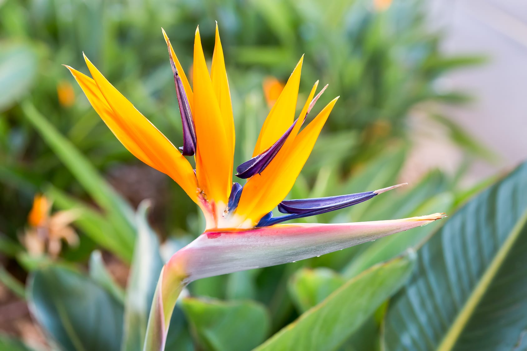 Image Le Jardin de l'Atlantique en liberté
