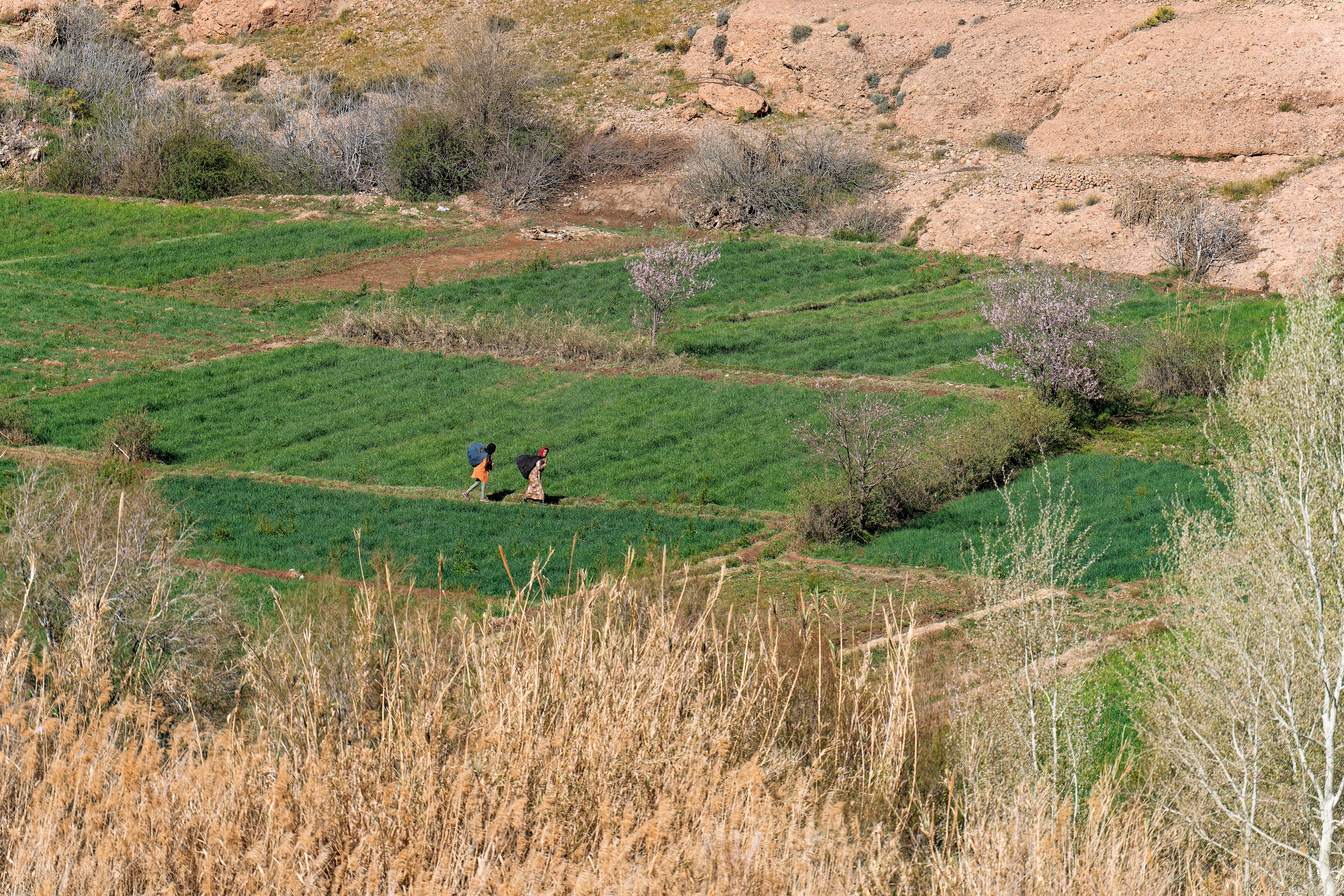 Image Vallée des Roses et des kasbahs