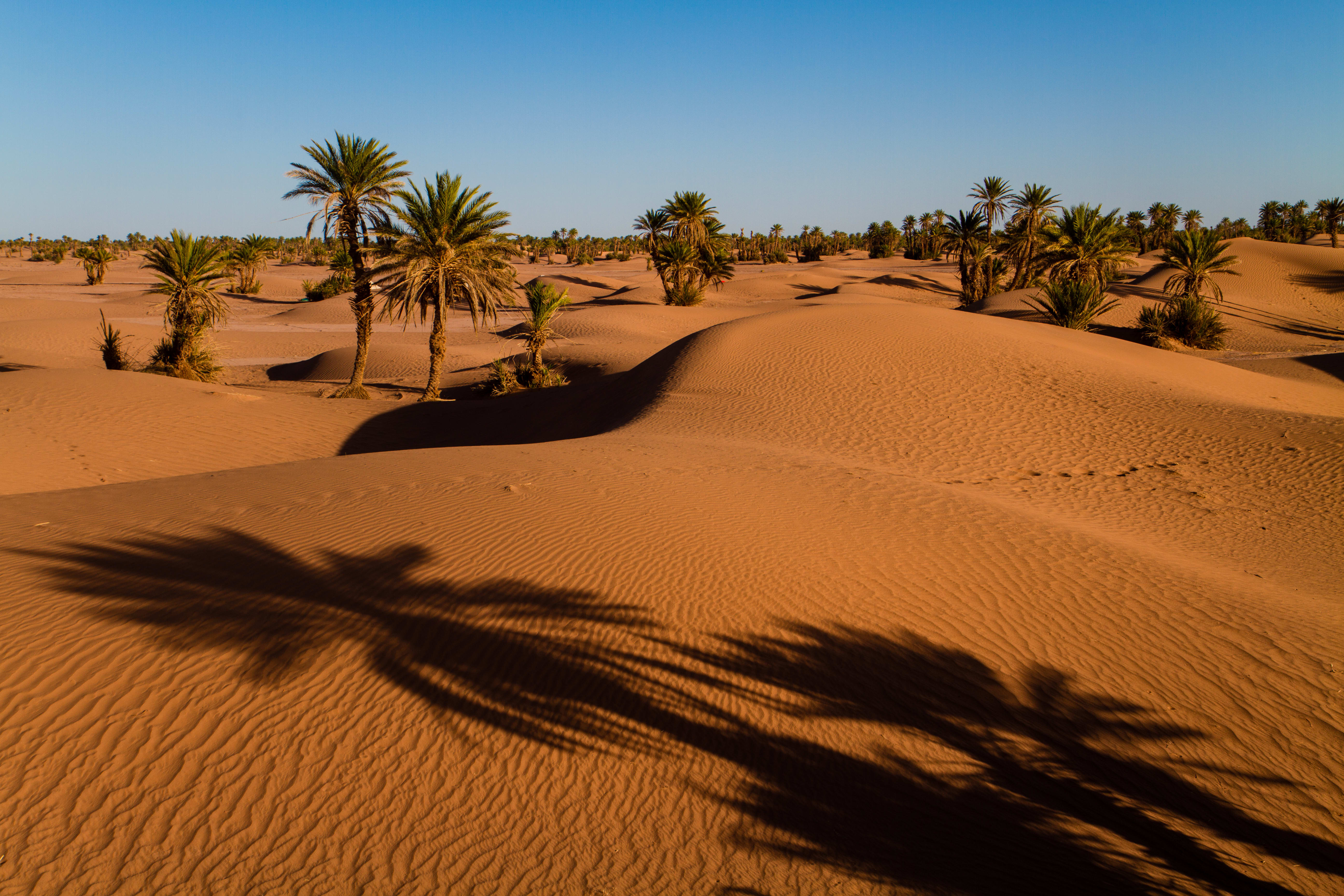 Dunes et oasis du Sud marocain