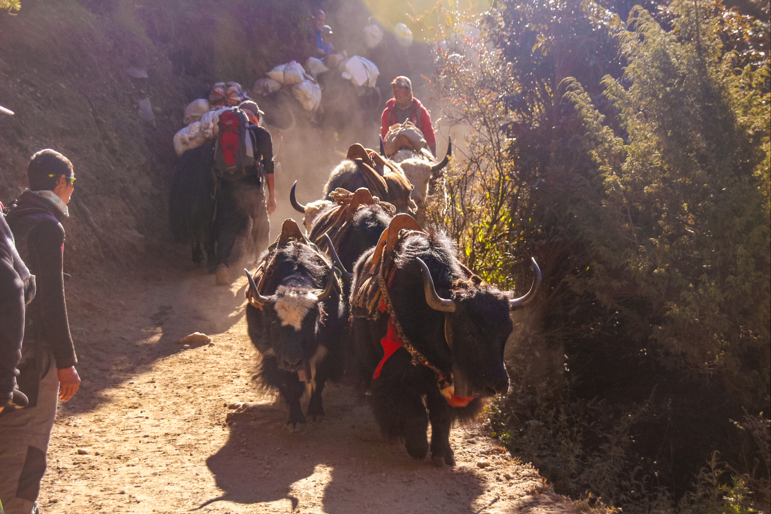 Le Langtang et lacs de Gosainkund, à la frontière du Tibet