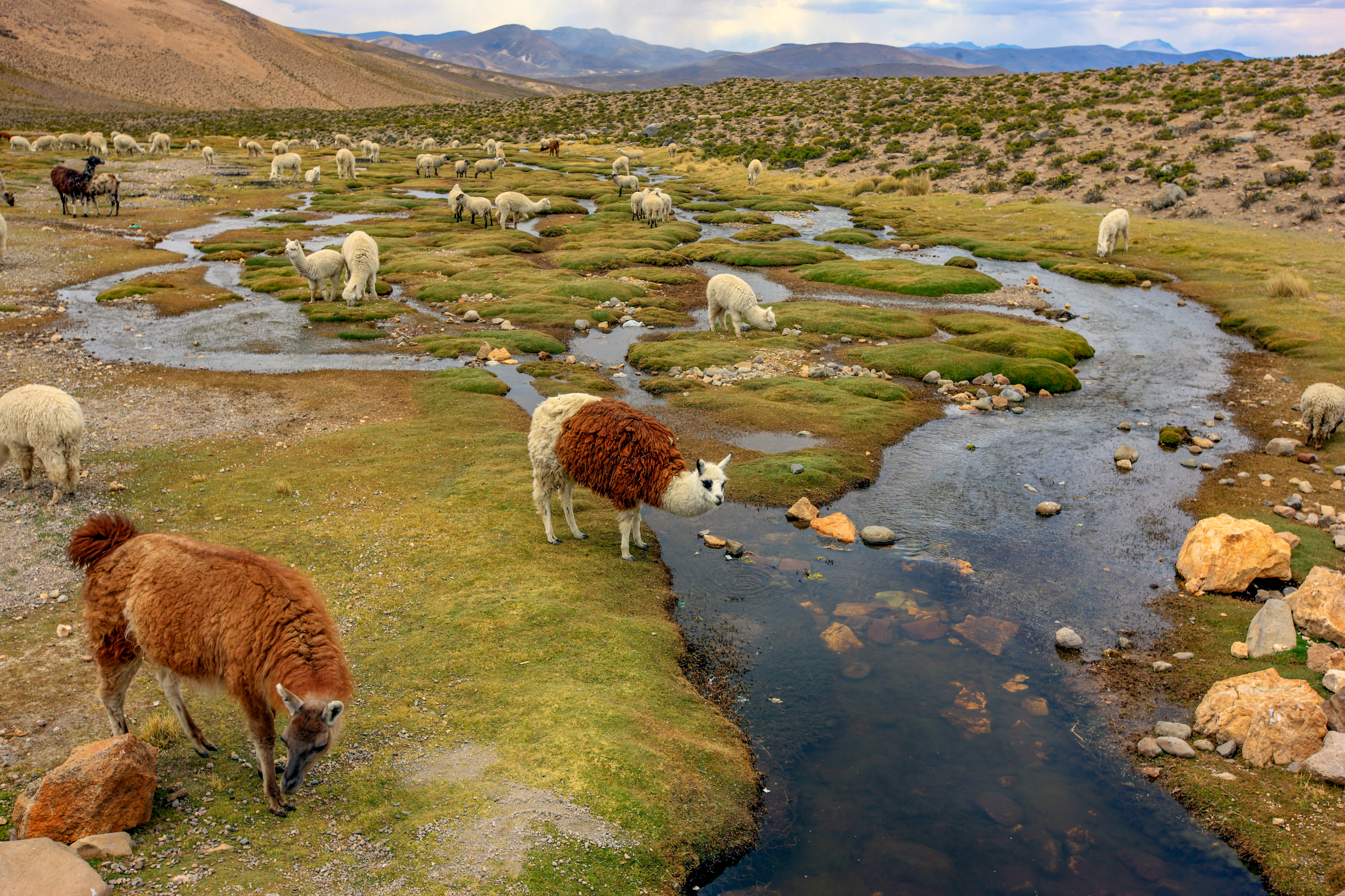 Image Du Machu Picchu au lac Titicaca, entre trek et voyage