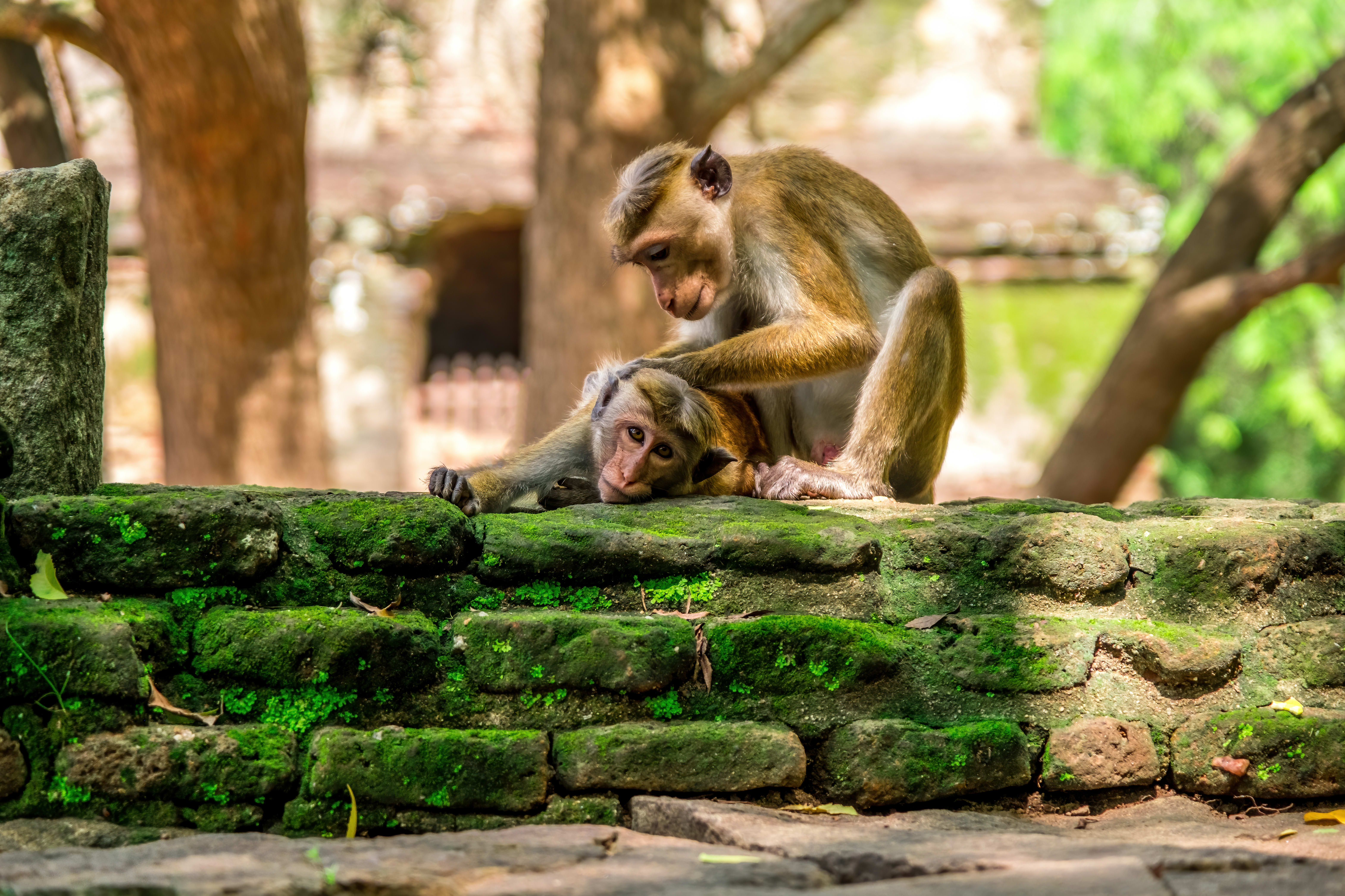 Sri Lanka en famille