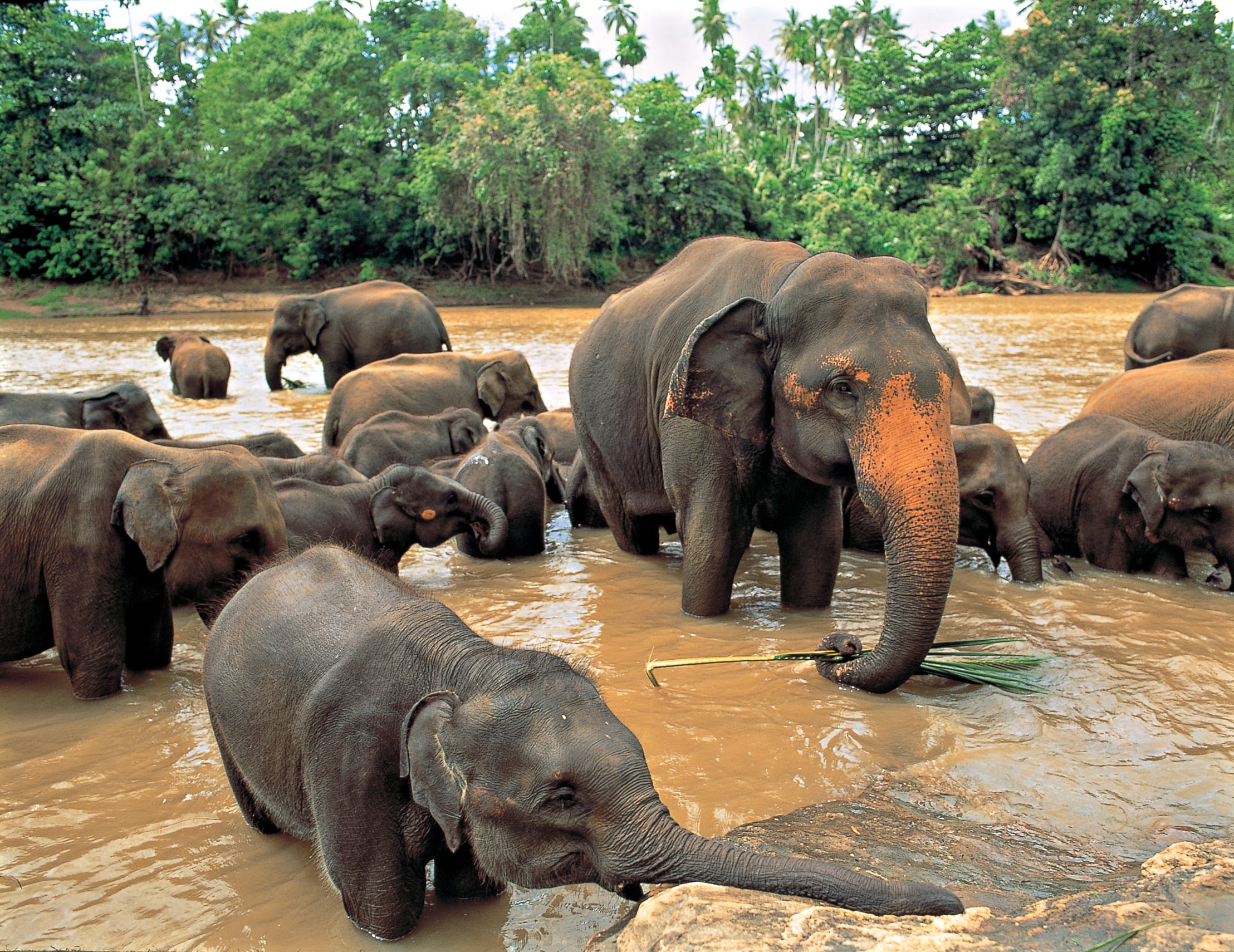 Image Sri Lanka un goût de Paradis