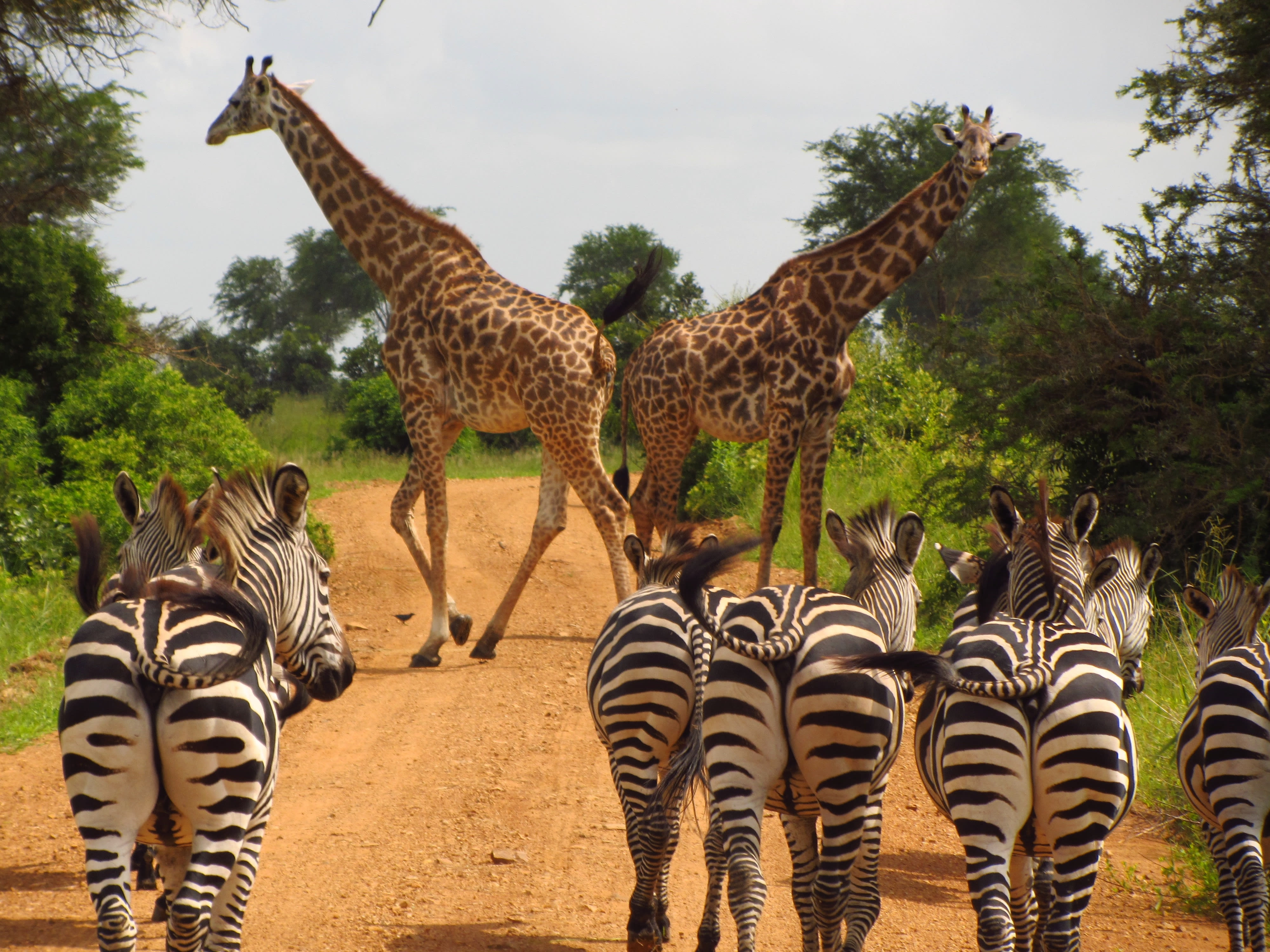 Image Safari dans les Parcs et baignades à Zanzibar