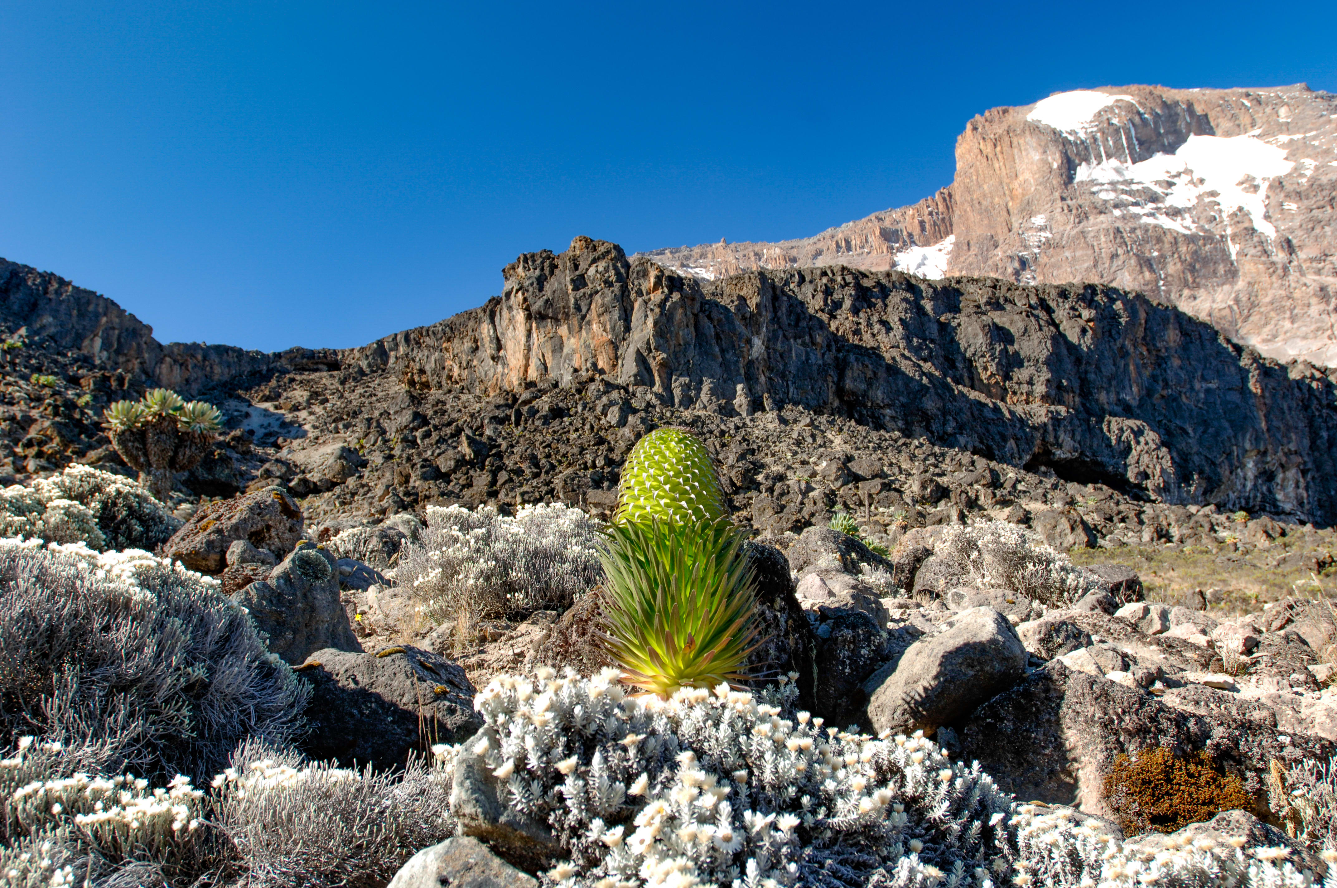 Image Ascension du Kilimandjaro, voie Machamé
