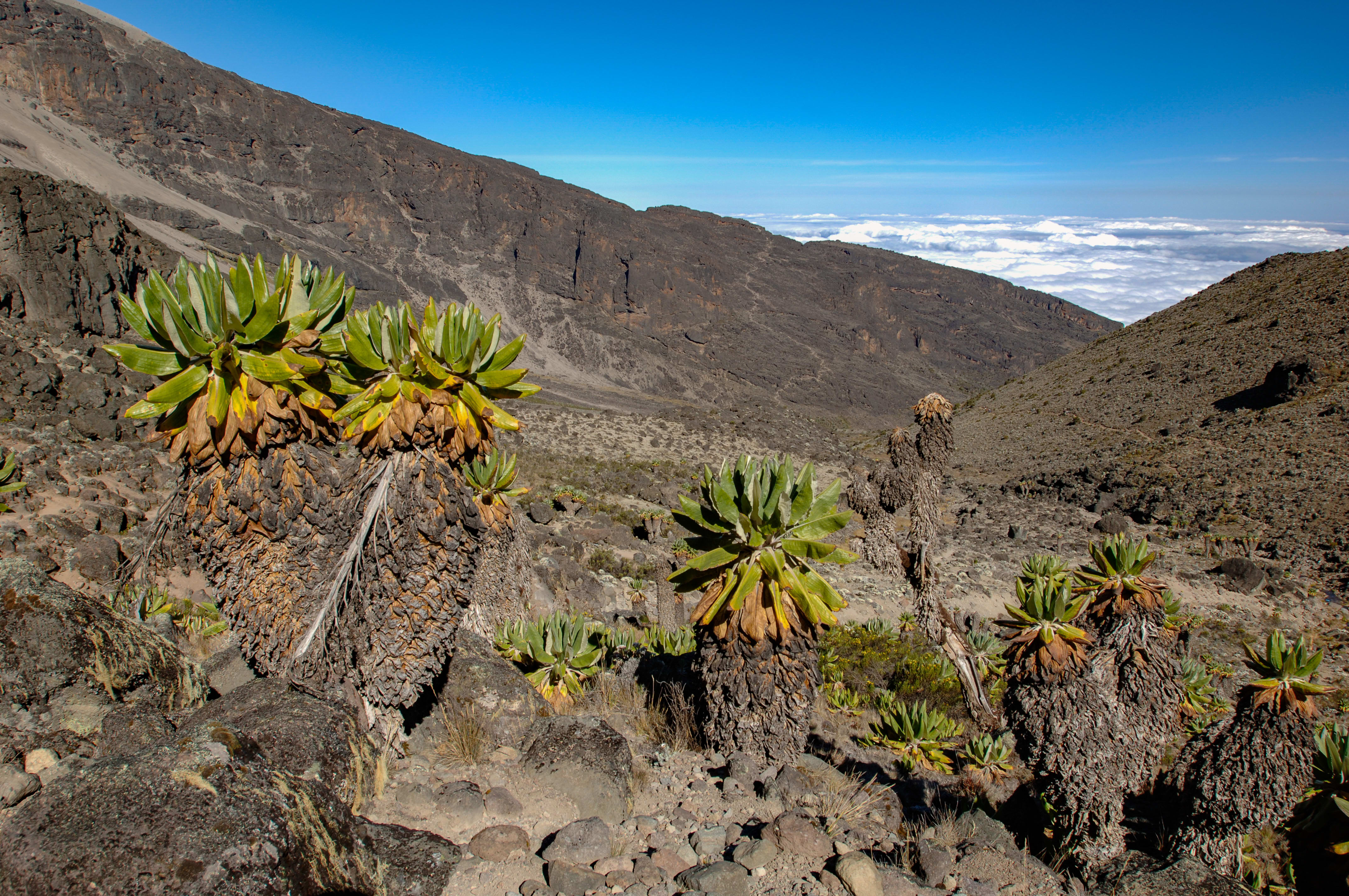 Image Ascension du Kilimandjaro.