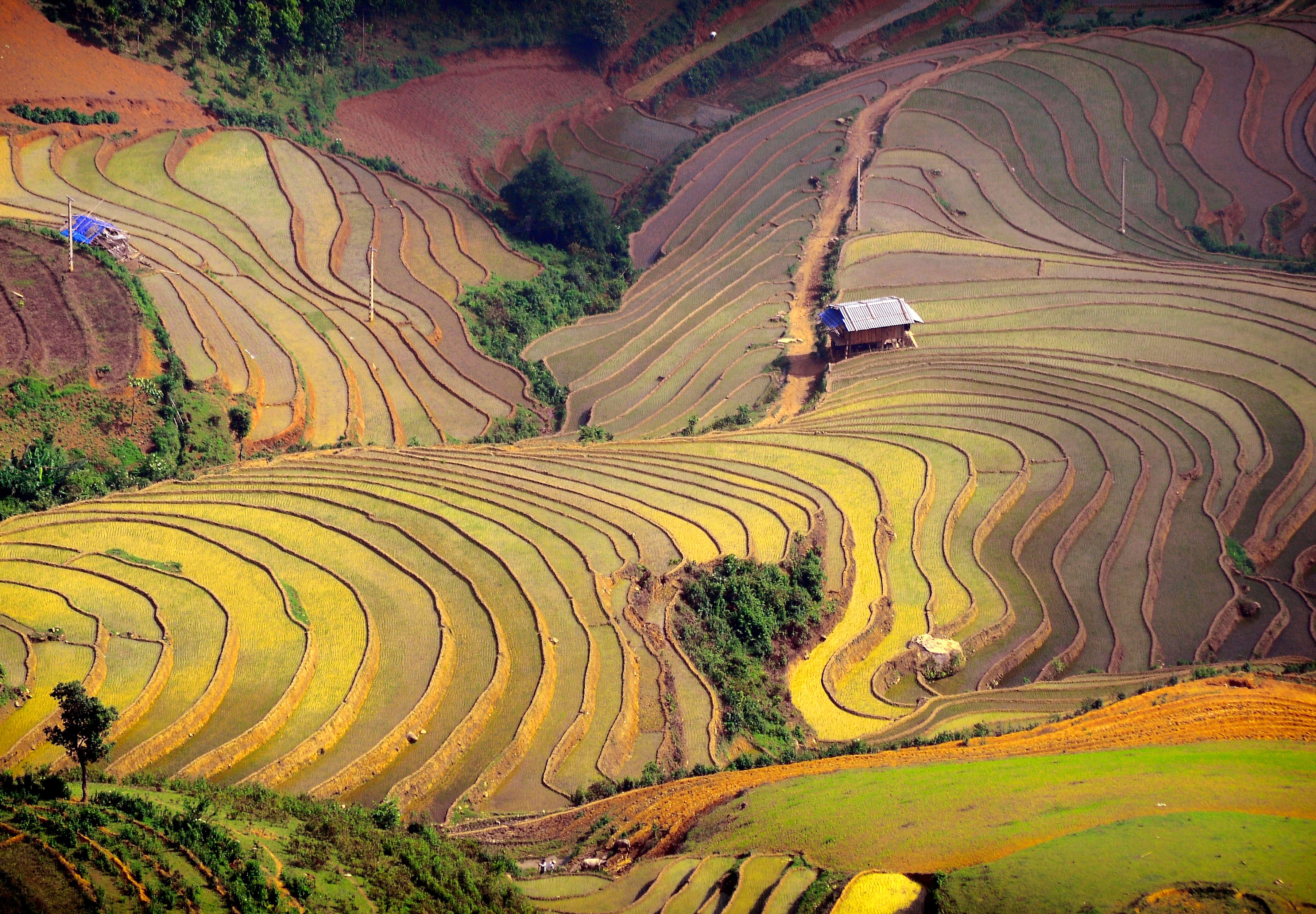 Image Le Vietnam, On "nem"