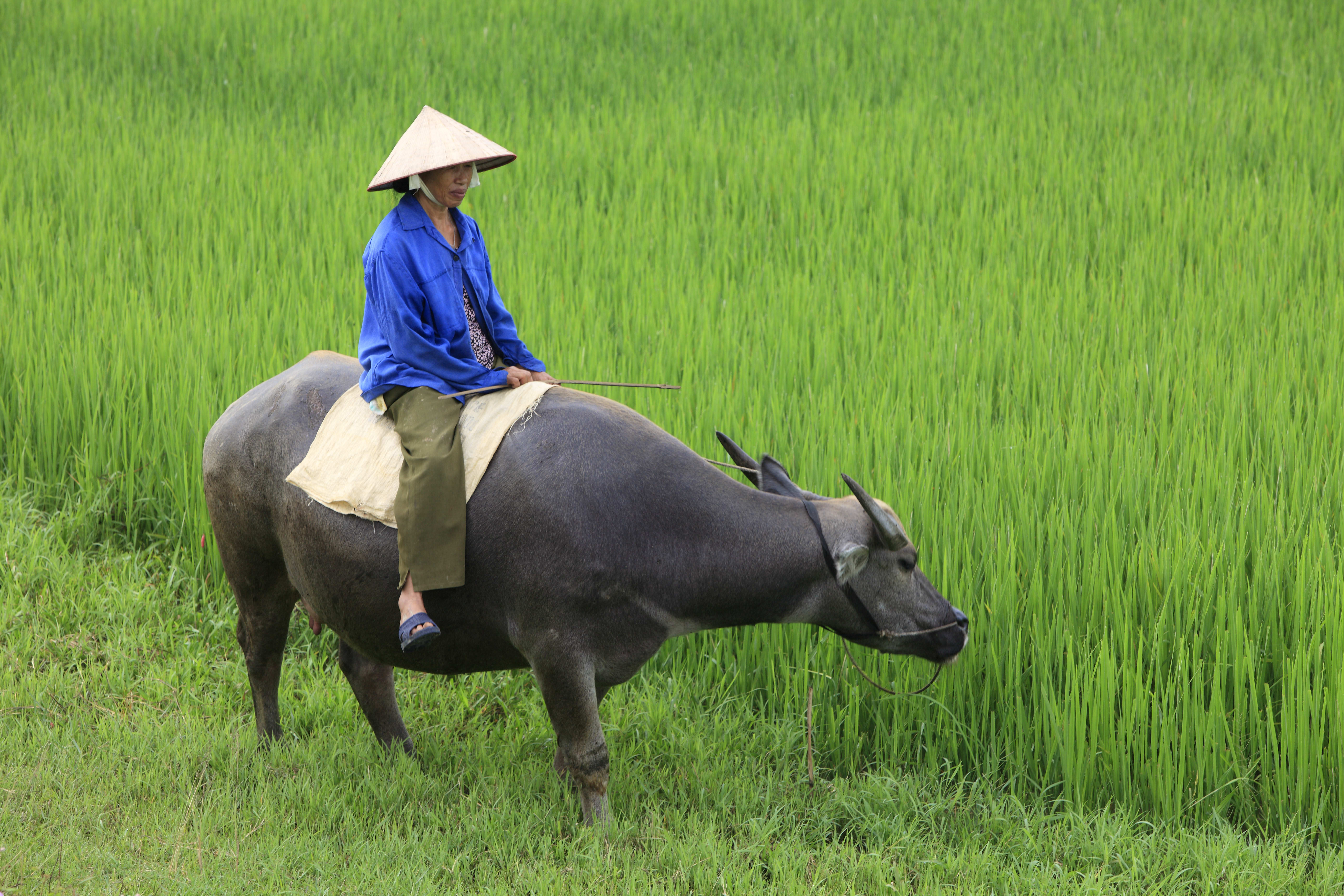 Image Le Vietnam, On "nem"
