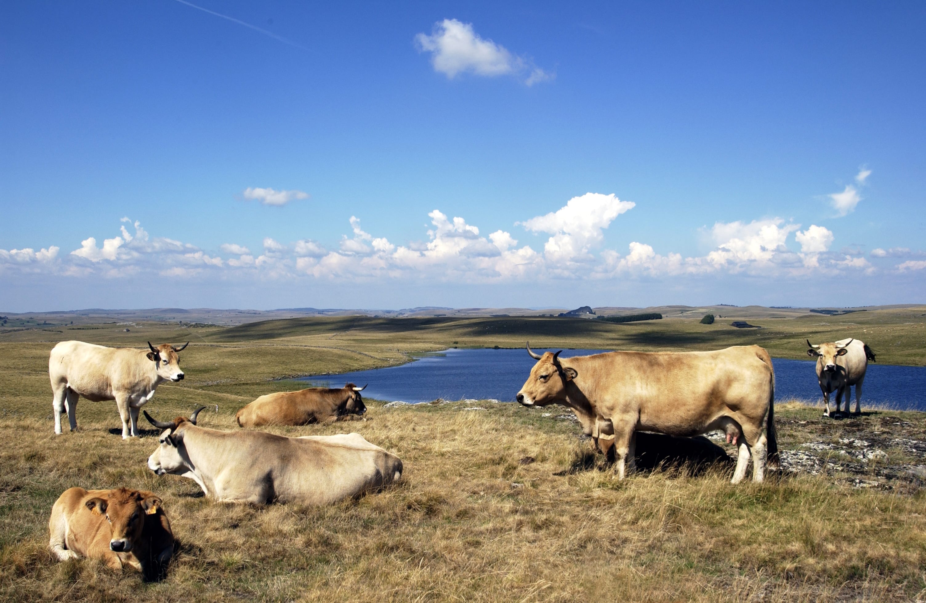 Image Le Tour de l'Aubrac en liberté