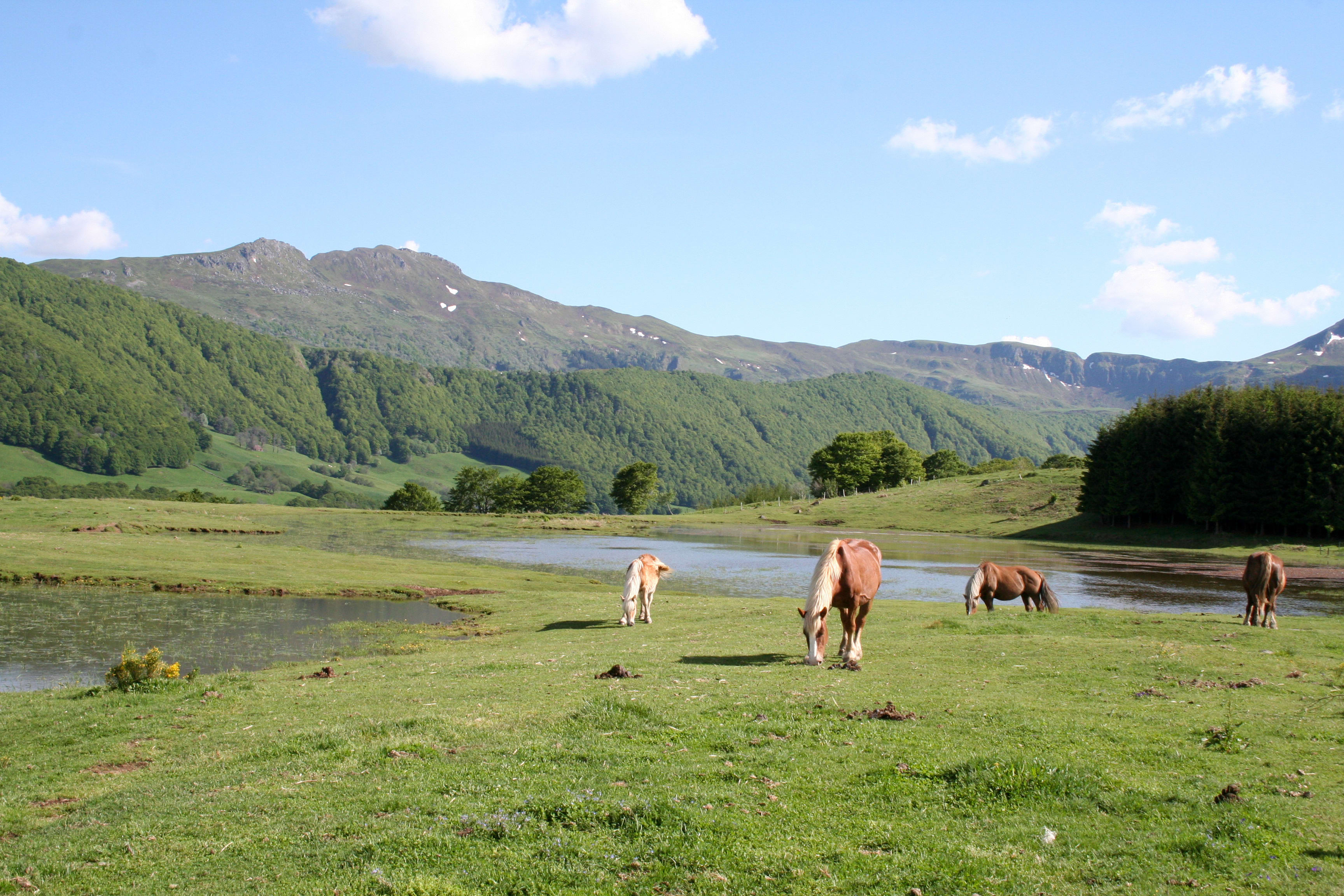 Trek - Auvergne Le Parc des Volcans du Sancy au Cantal