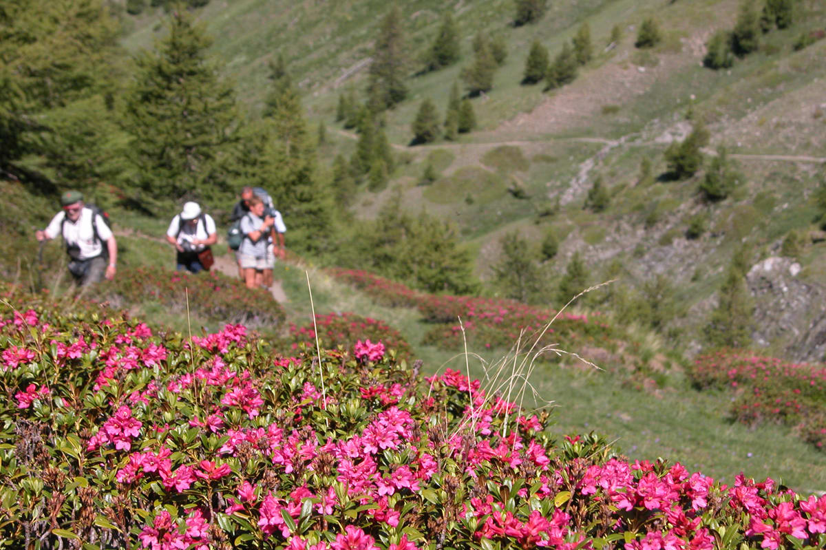 Image Le Tour du Queyras à petits pas