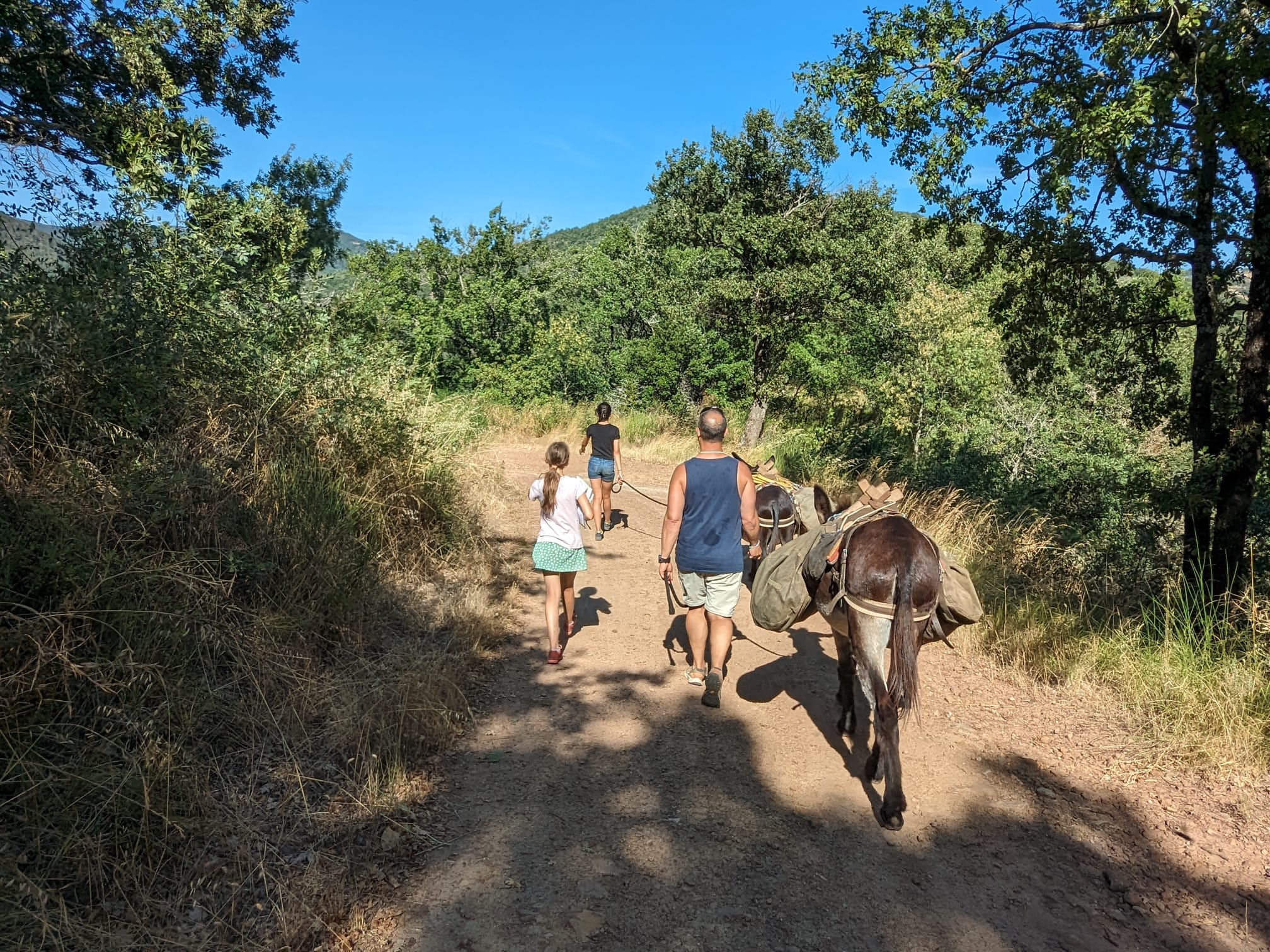 Image Les Cévennes du Sud avec des ânes