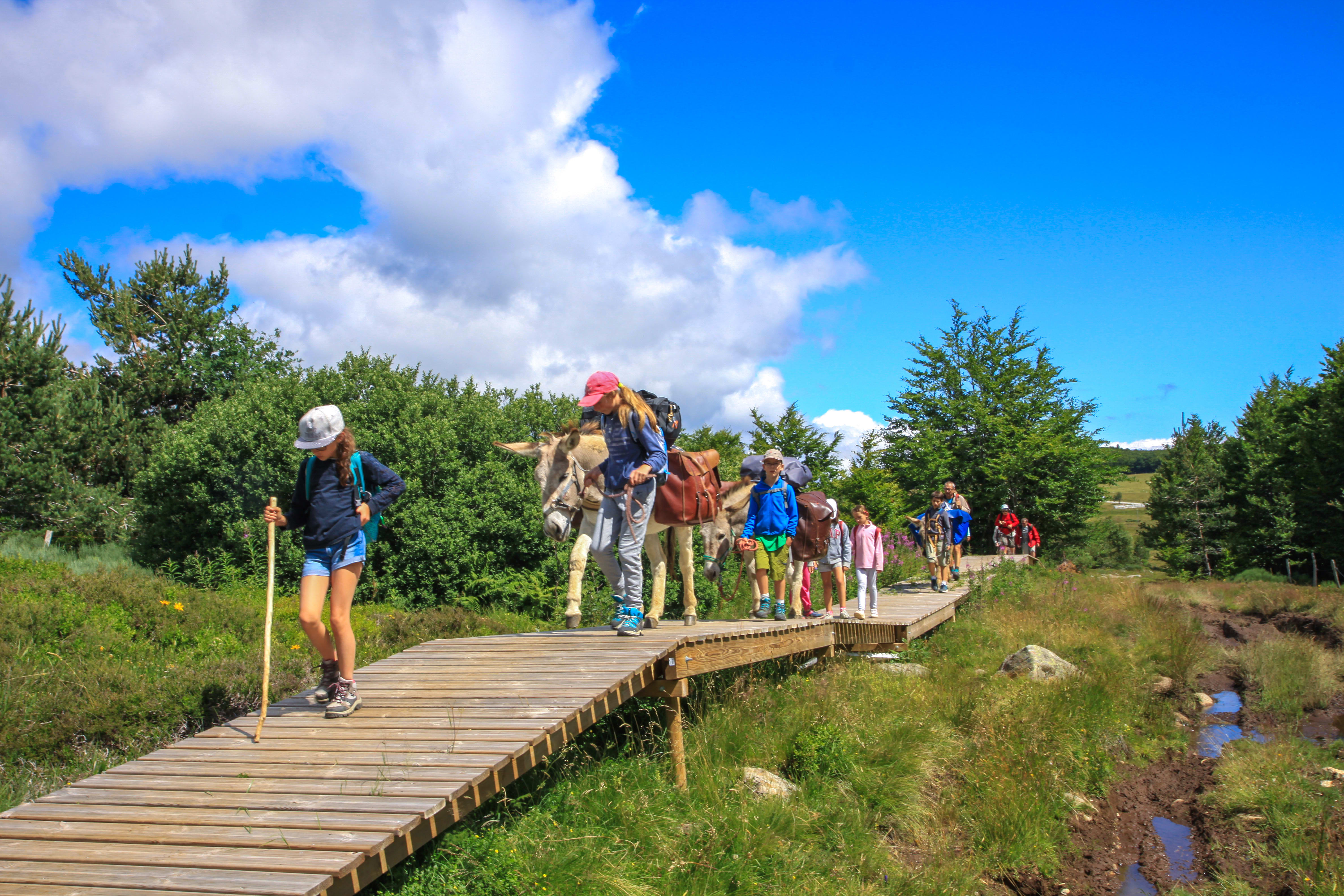 Voyage avec ânes - Les volcans des Monts d\'Ardèche en famille et avec un âne