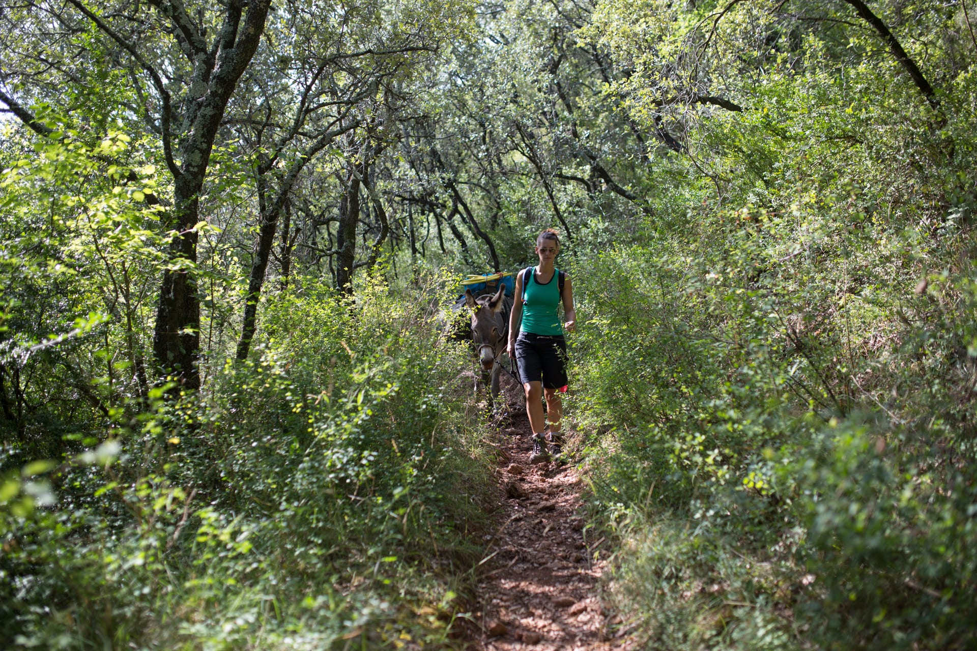 Image Les Cévennes du Sud avec des ânes