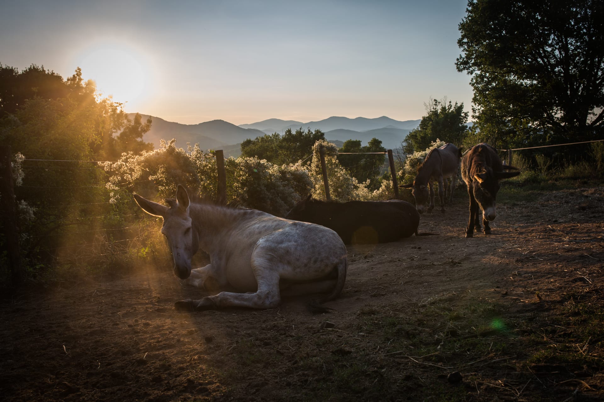 Image Les Cévennes du Sud avec des ânes