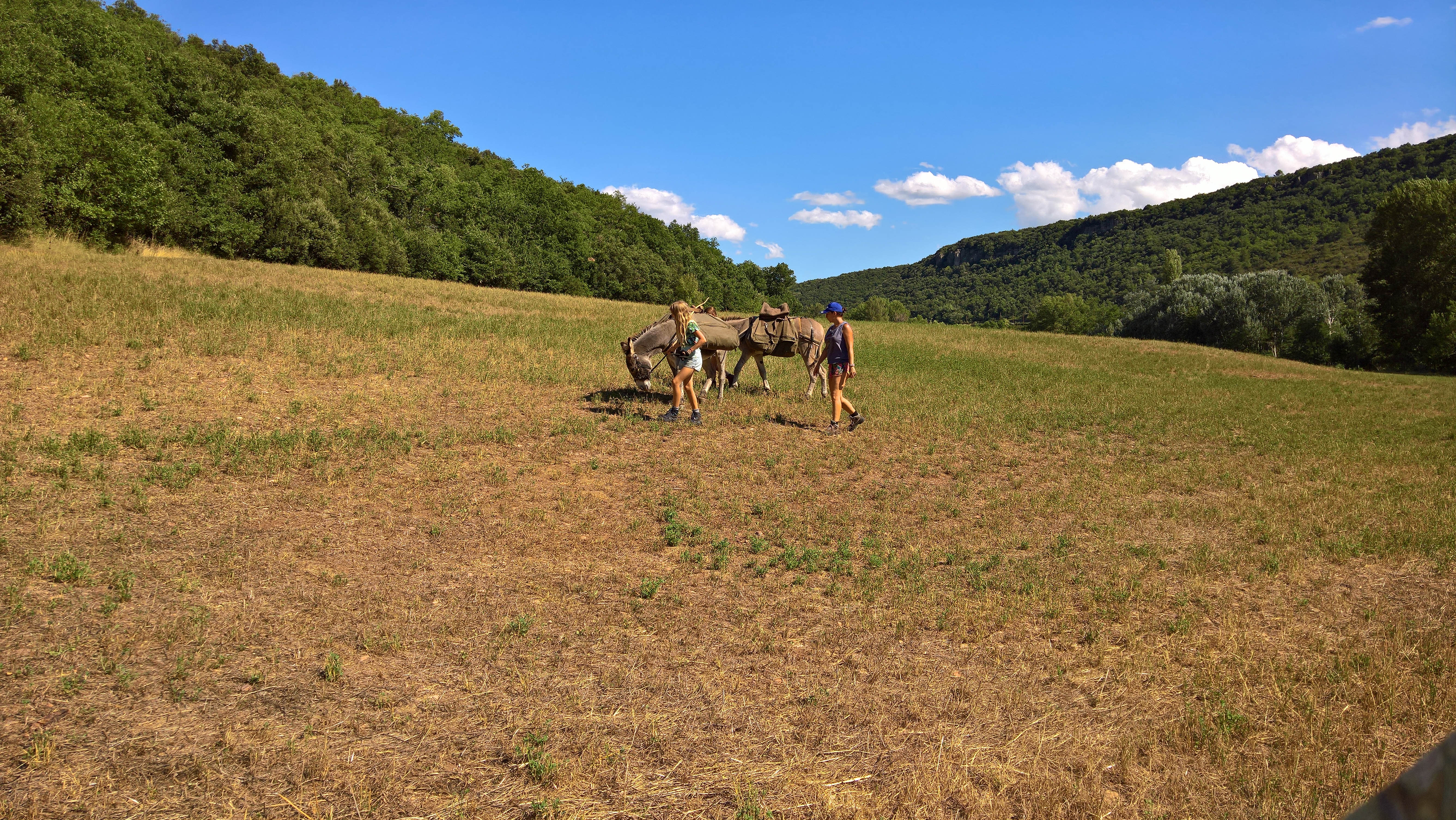 Image Les Cévennes du Sud avec des ânes