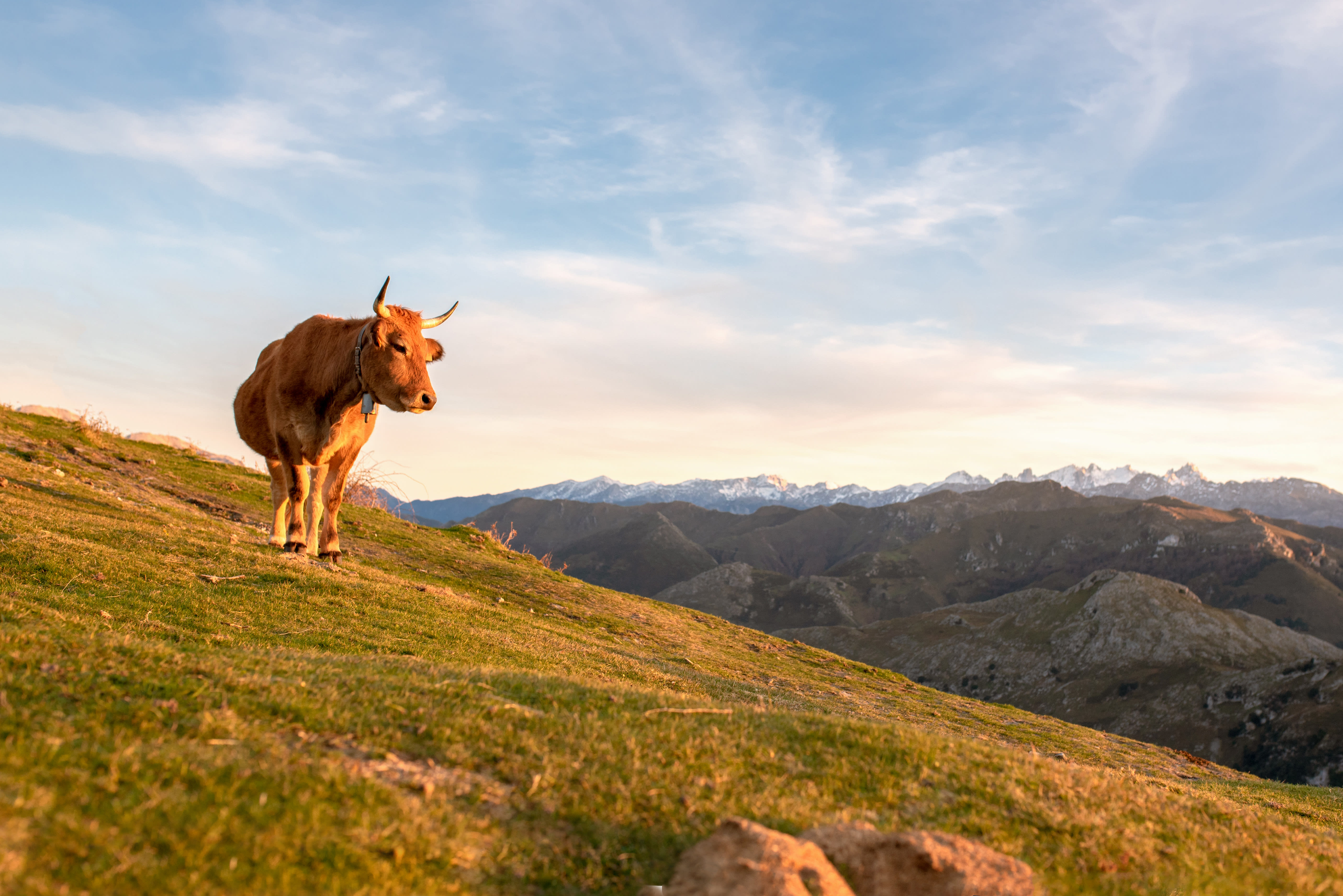 Randonnée à la découverte de l'Aubrac