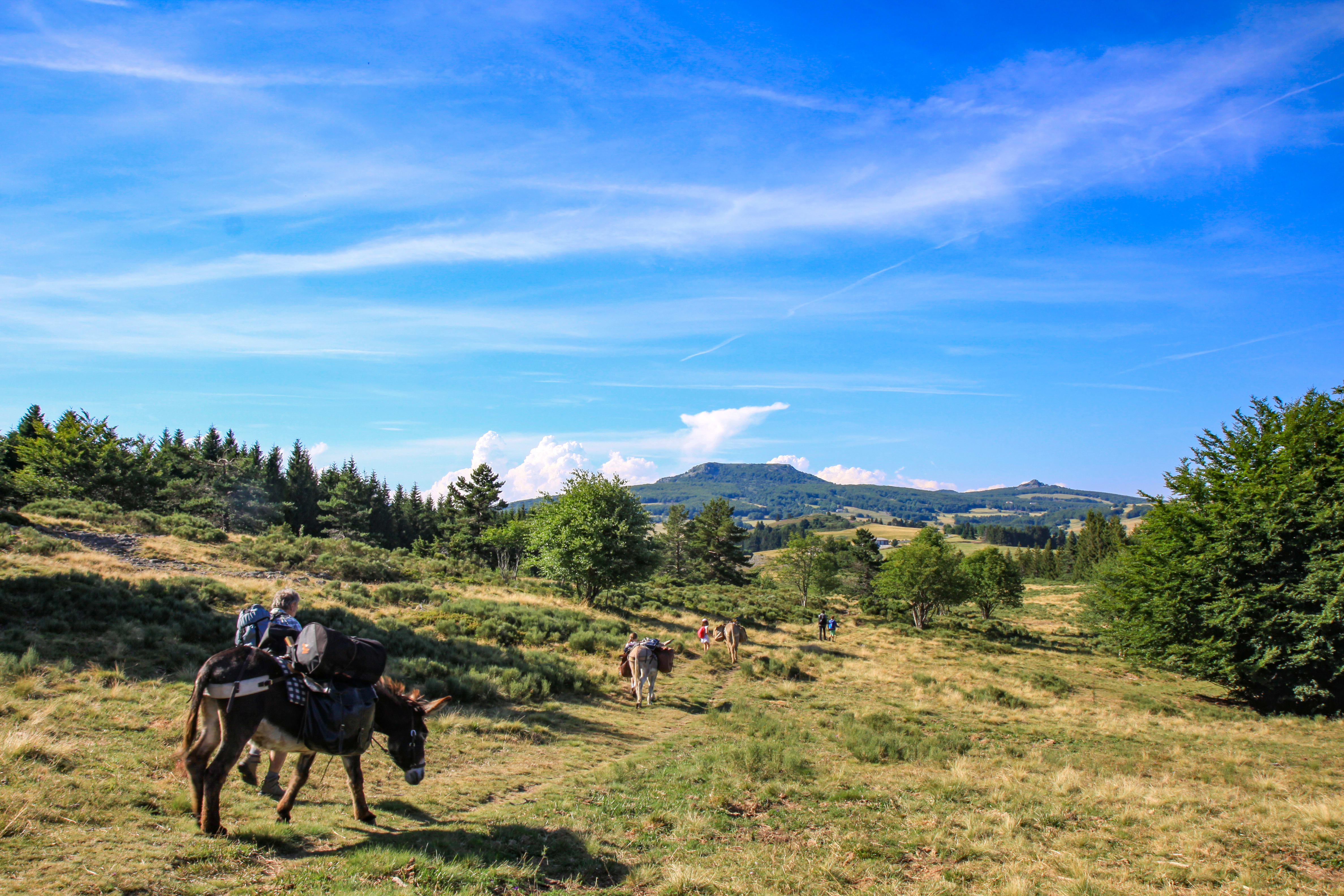 Image Les volcans des Monts d'Ardèche en famille et avec un âne