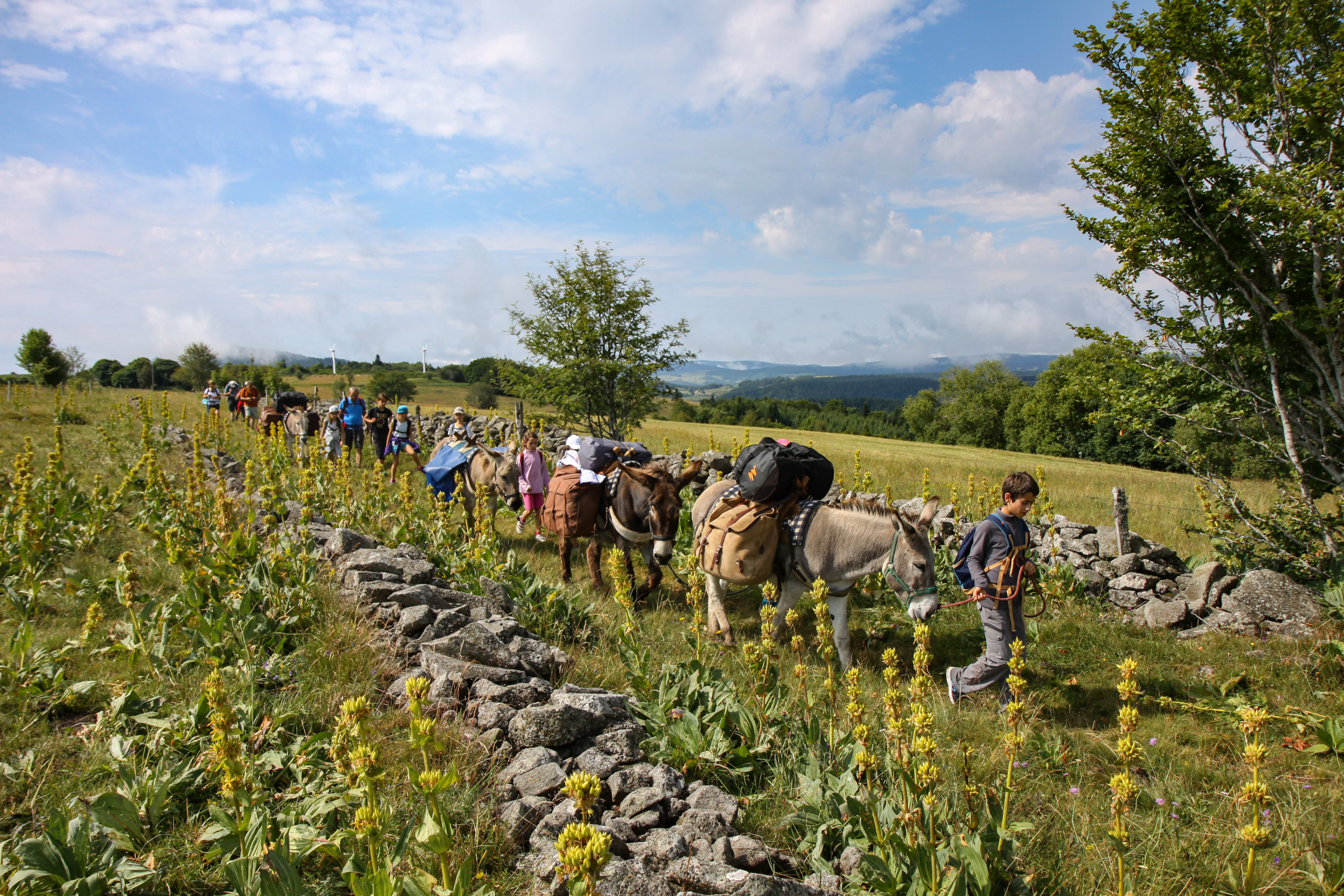 Image Les volcans des Monts d'Ardèche en famille et avec un âne
