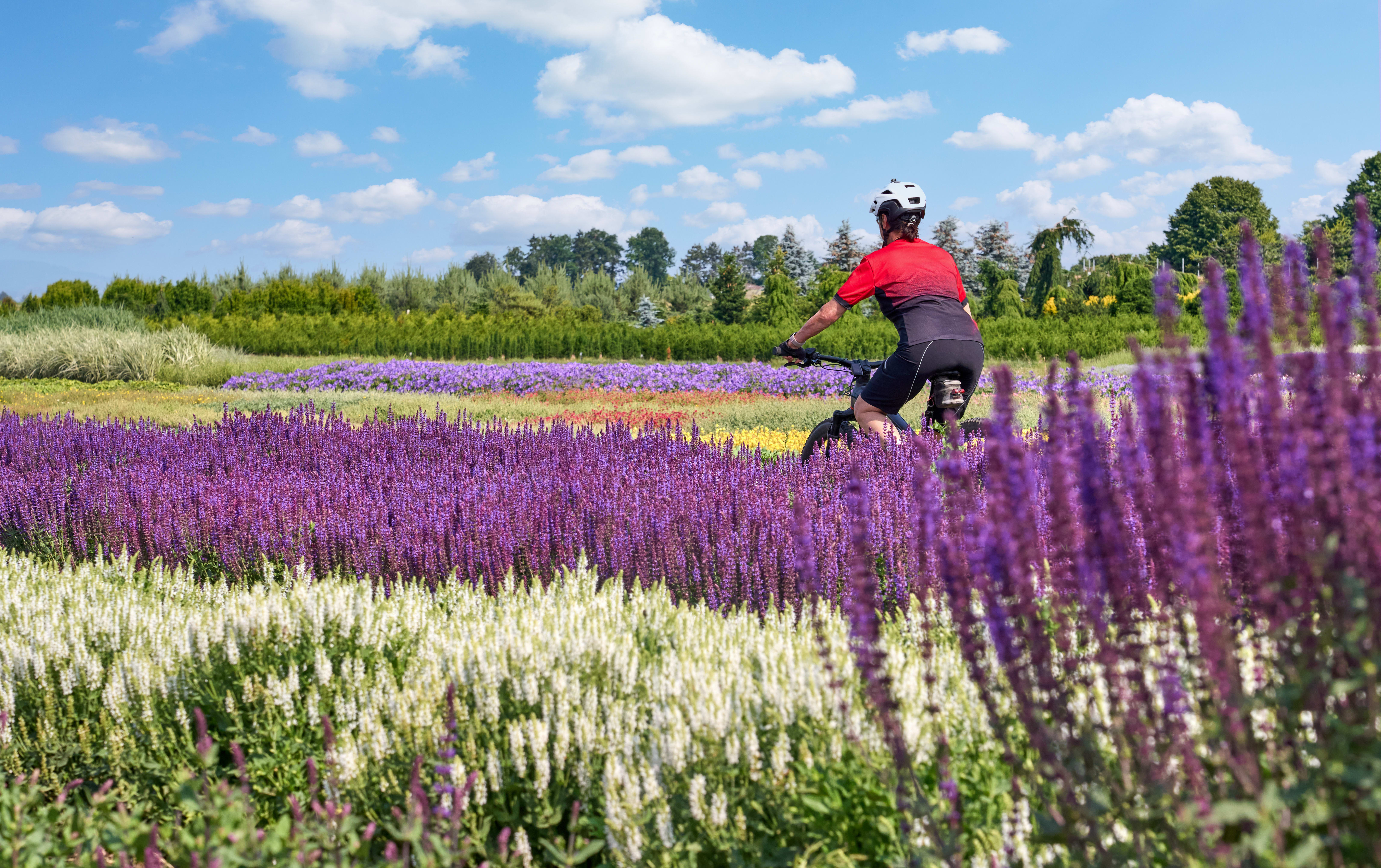 Voyage à vélo - France : Le Tour du Lubéron à vélo