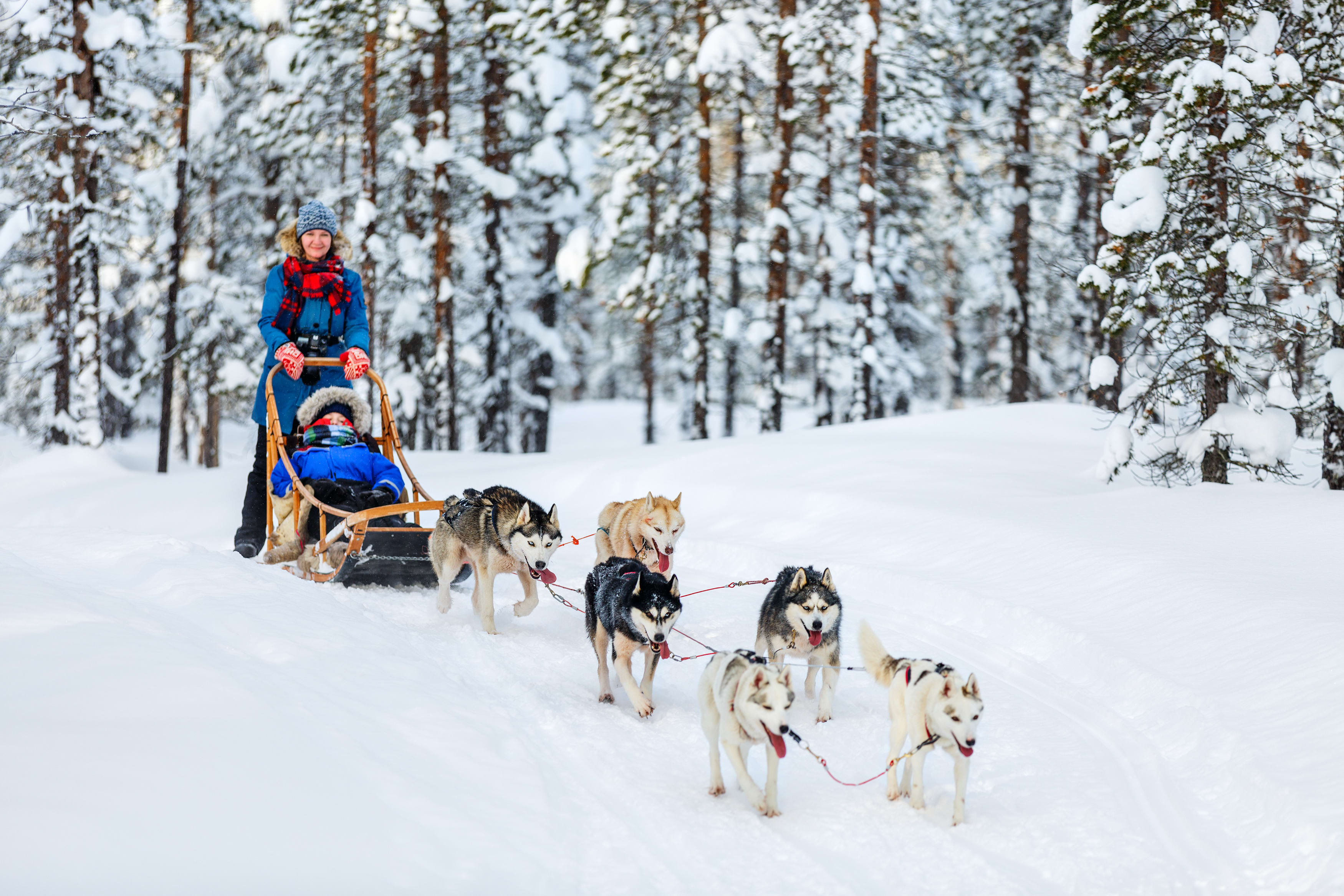 Image Chiens de traineaux, raquettes, initiation au biathlon... Multi-activités hivernales dans le Val d'A