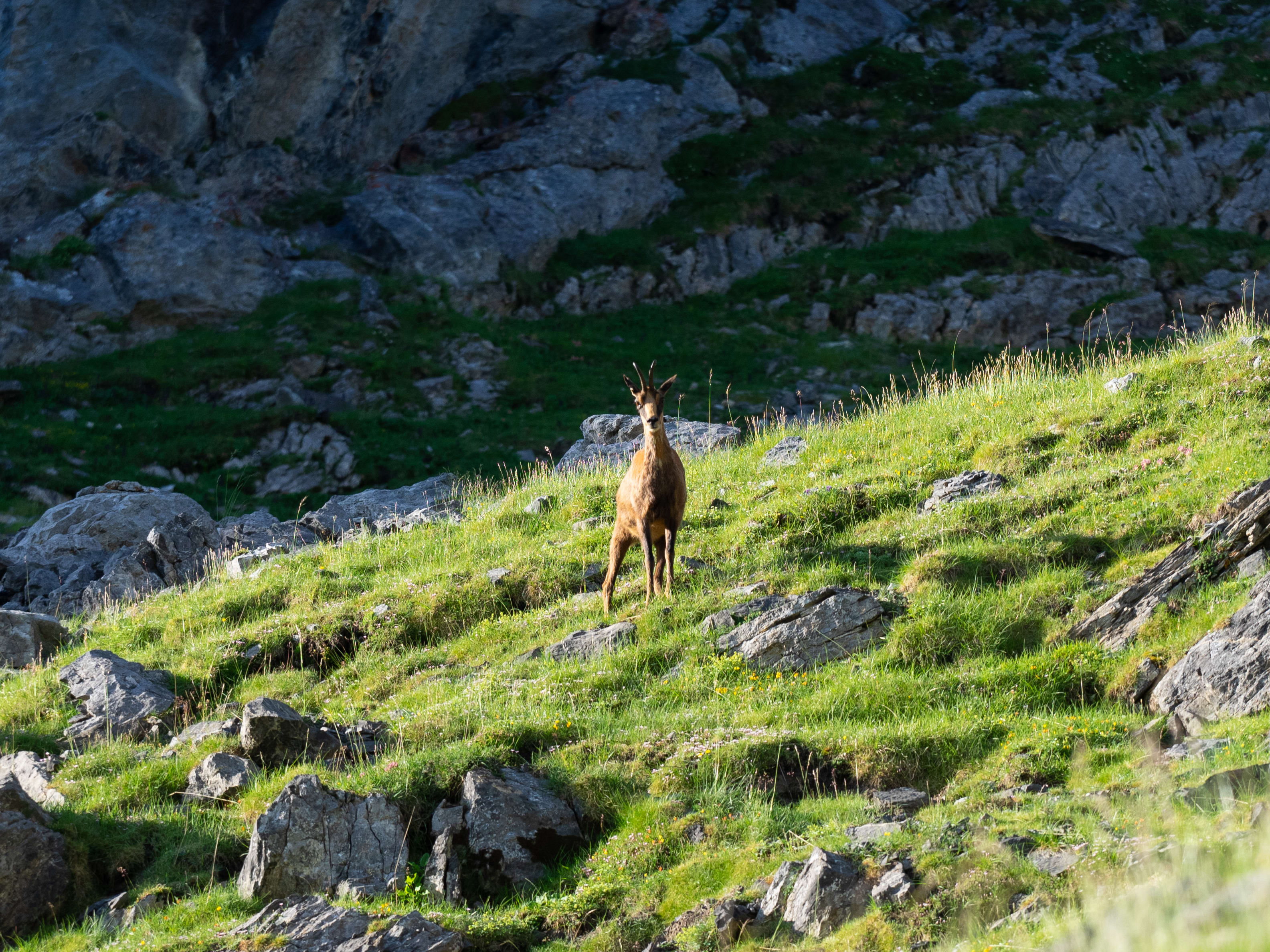 Image Le tour du Pic du Midi d'Ossau en liberté