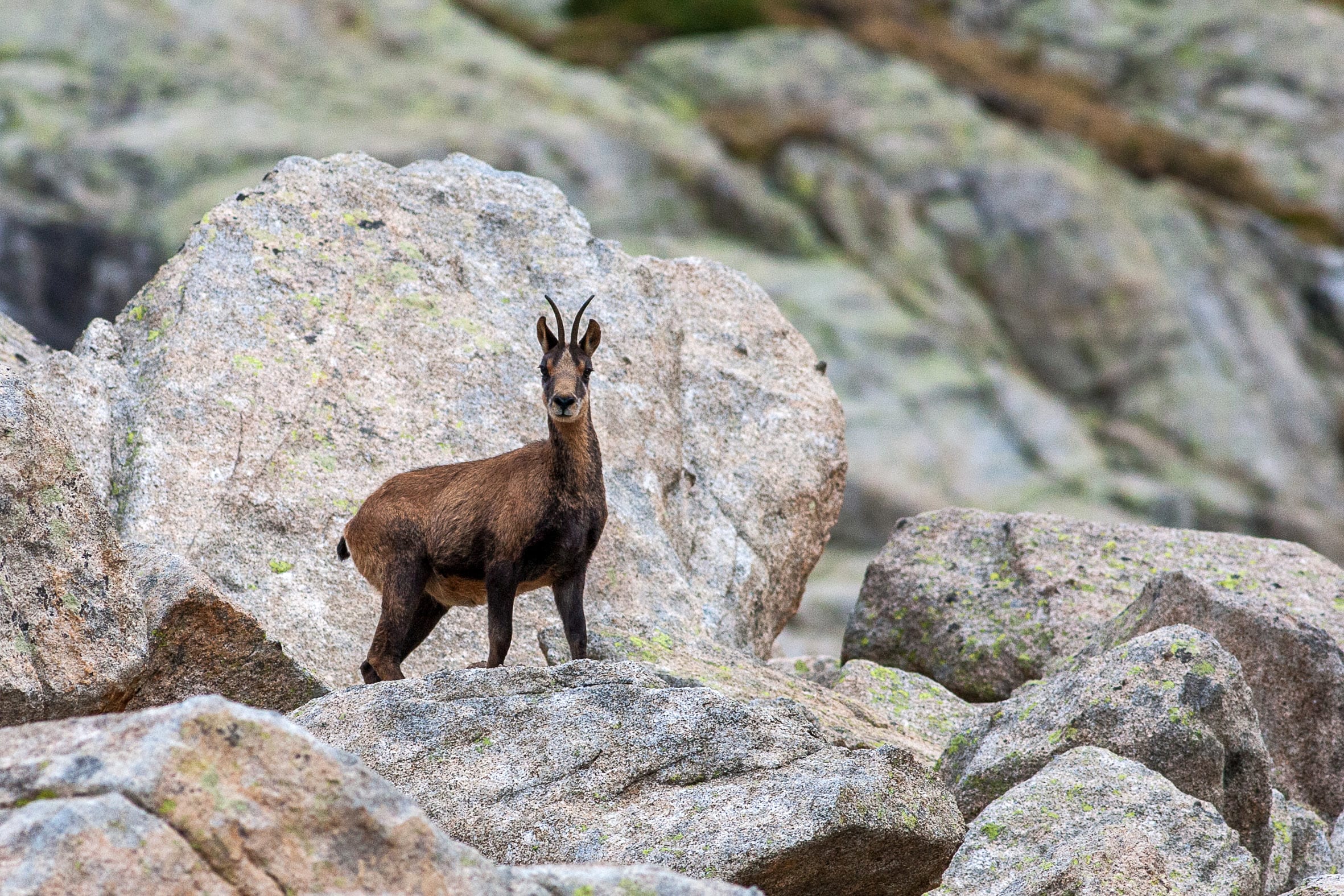 Le Tour du Canigou, Olympe catalan
