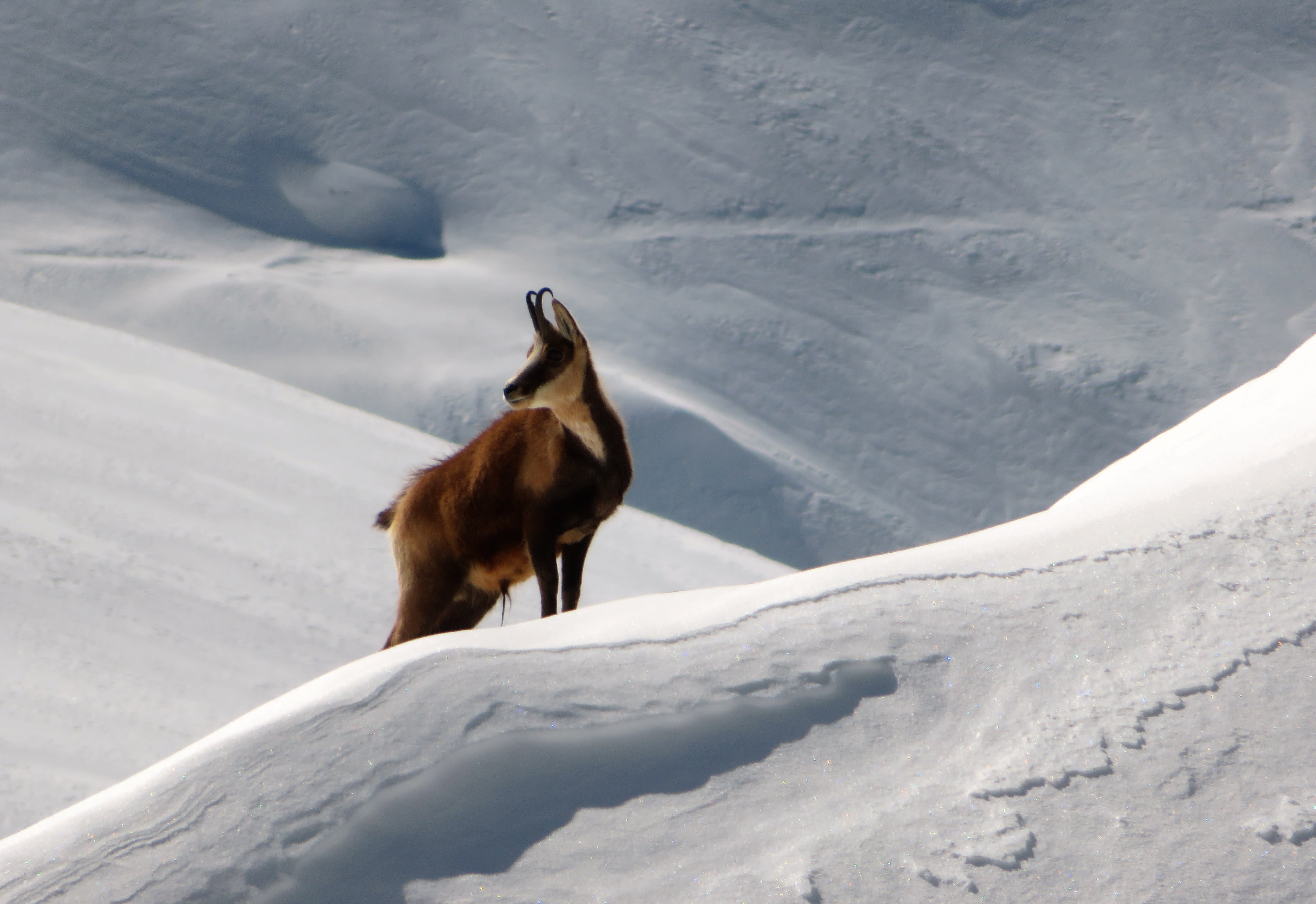 Image Picos de Europa, raquettes dans les Asturies et la Cantabrie