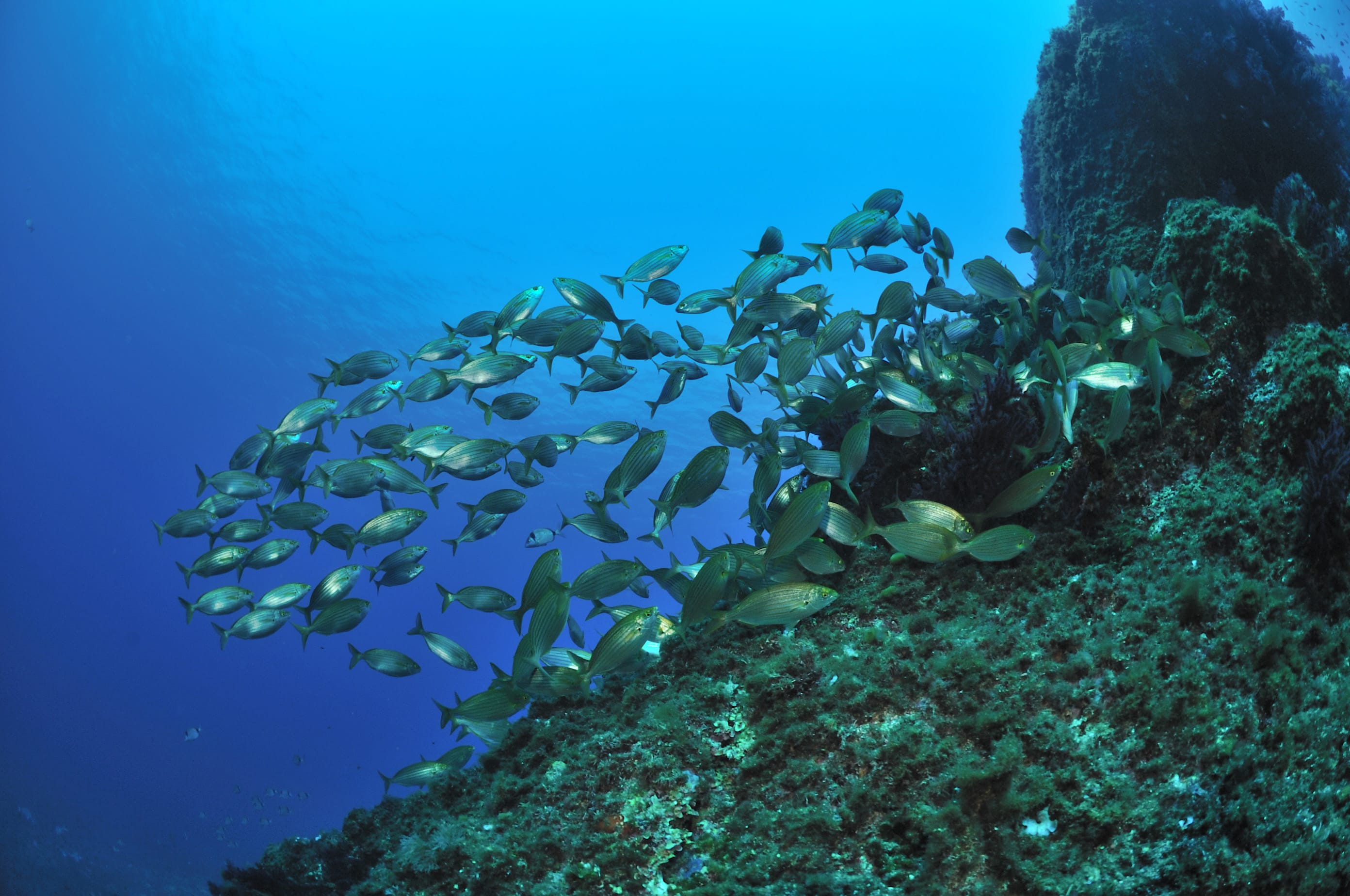Plongée autonome Parc des Calanques - Sans hébergement